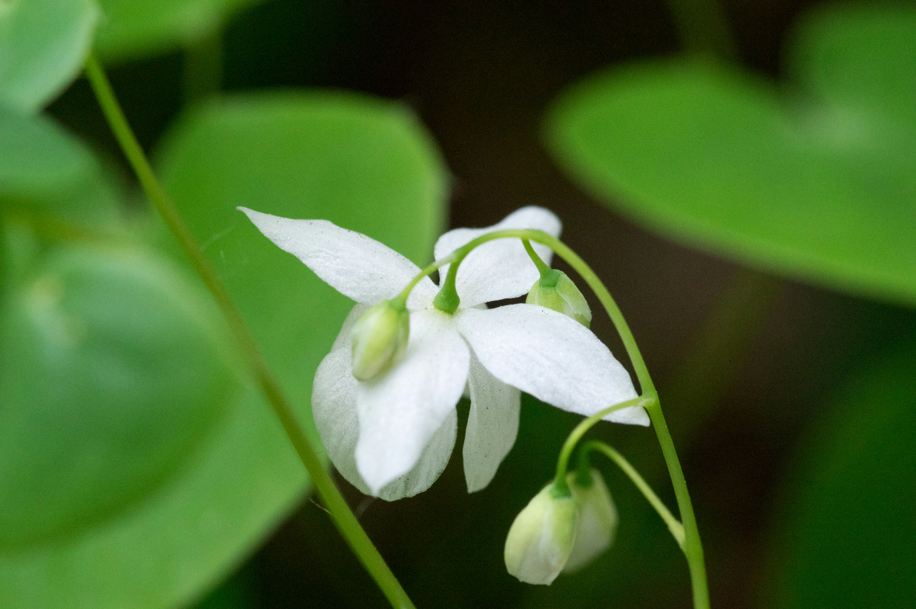 Primo piano di una pianta con piccoli fiori bianchi e foglie verdi