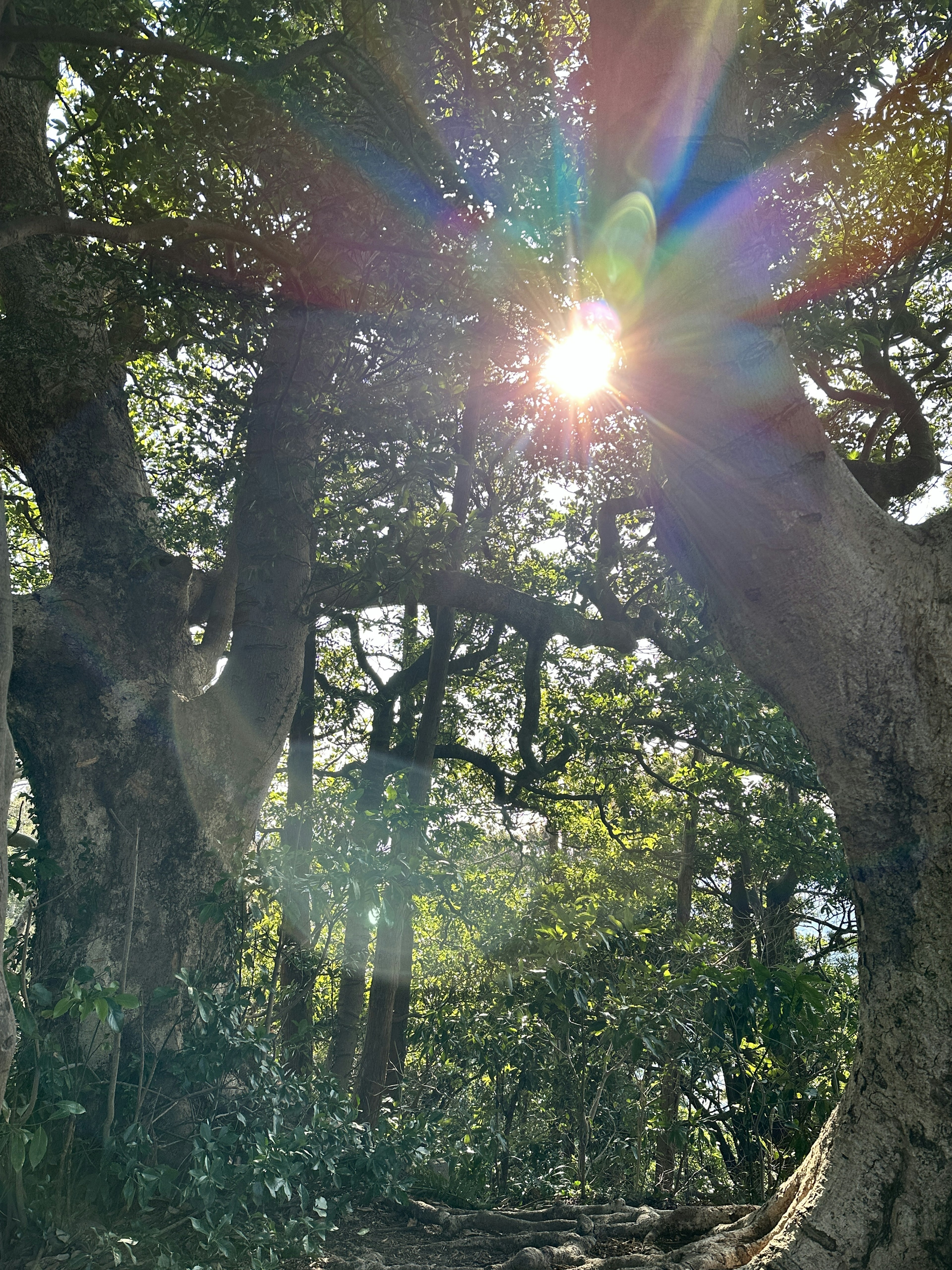 Sunlight streaming through trees in a beautiful forest scene