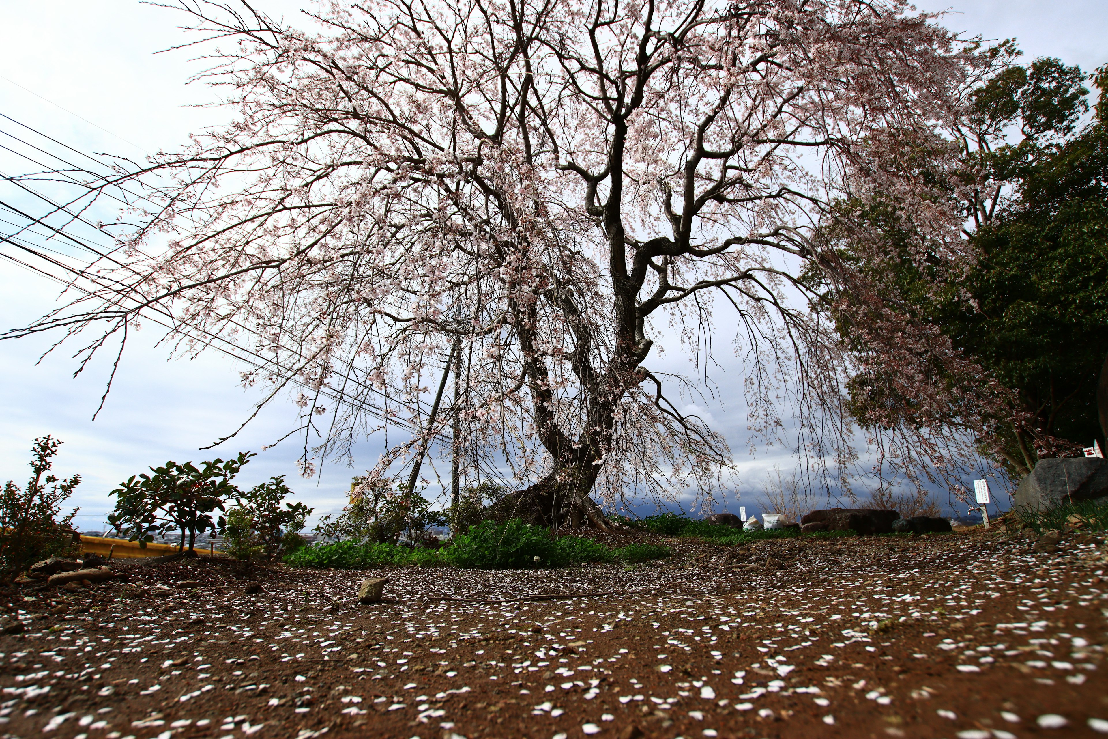 Pohon sakura besar dengan kelopak berserakan