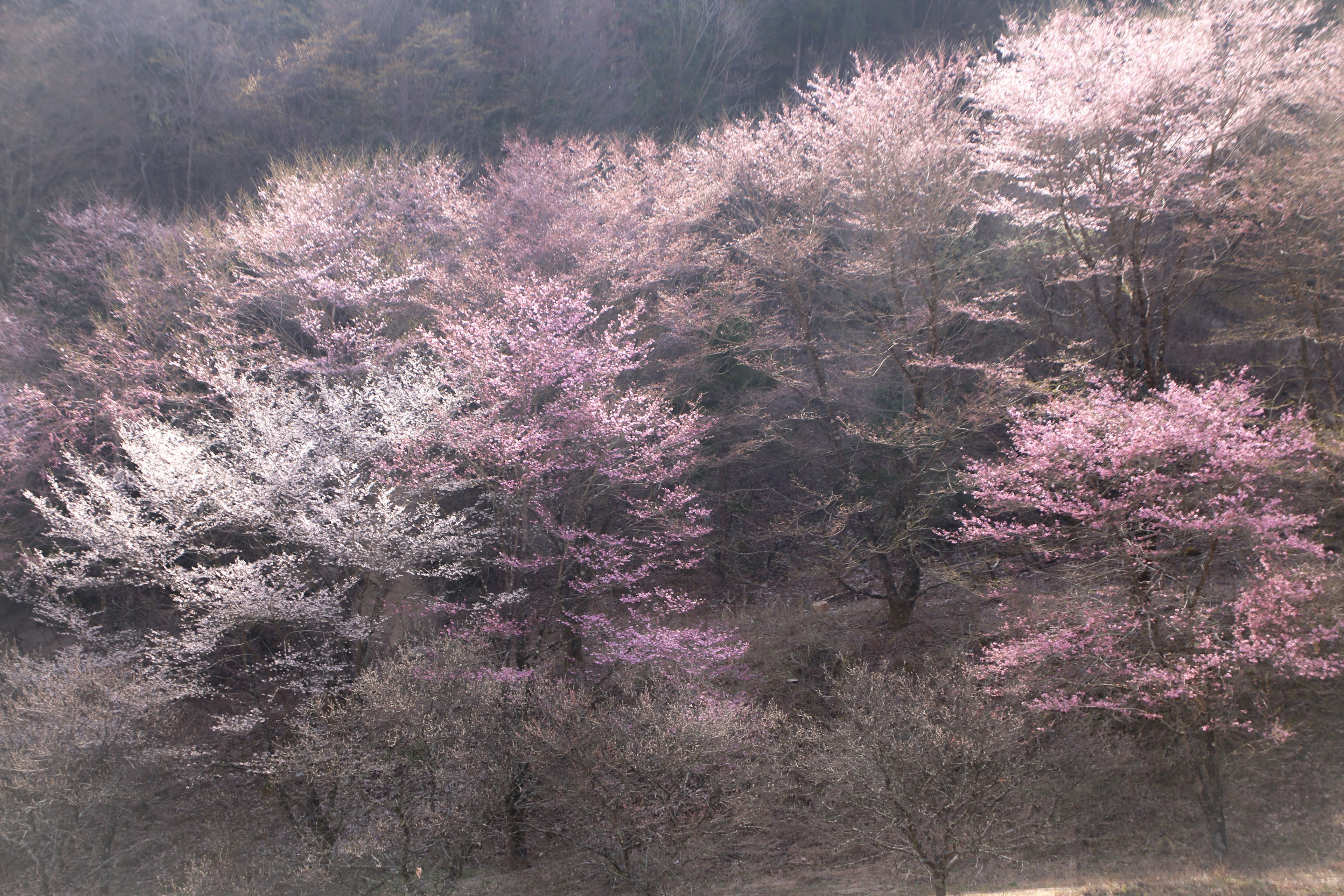 薄いピンクと白の桜の木々が広がる風景