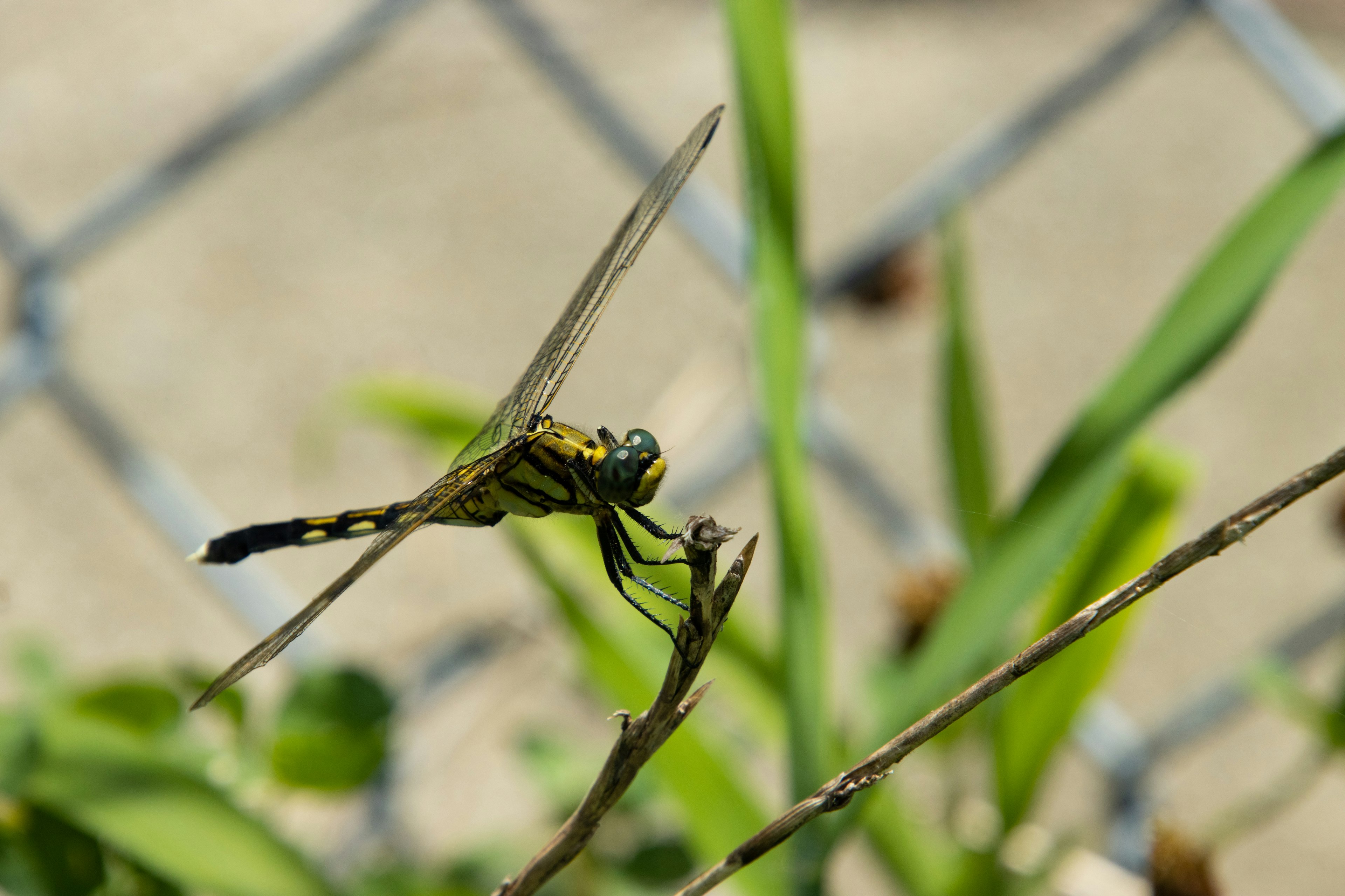 Nahaufnahme einer gelben Libelle, die auf grünen Blättern sitzt