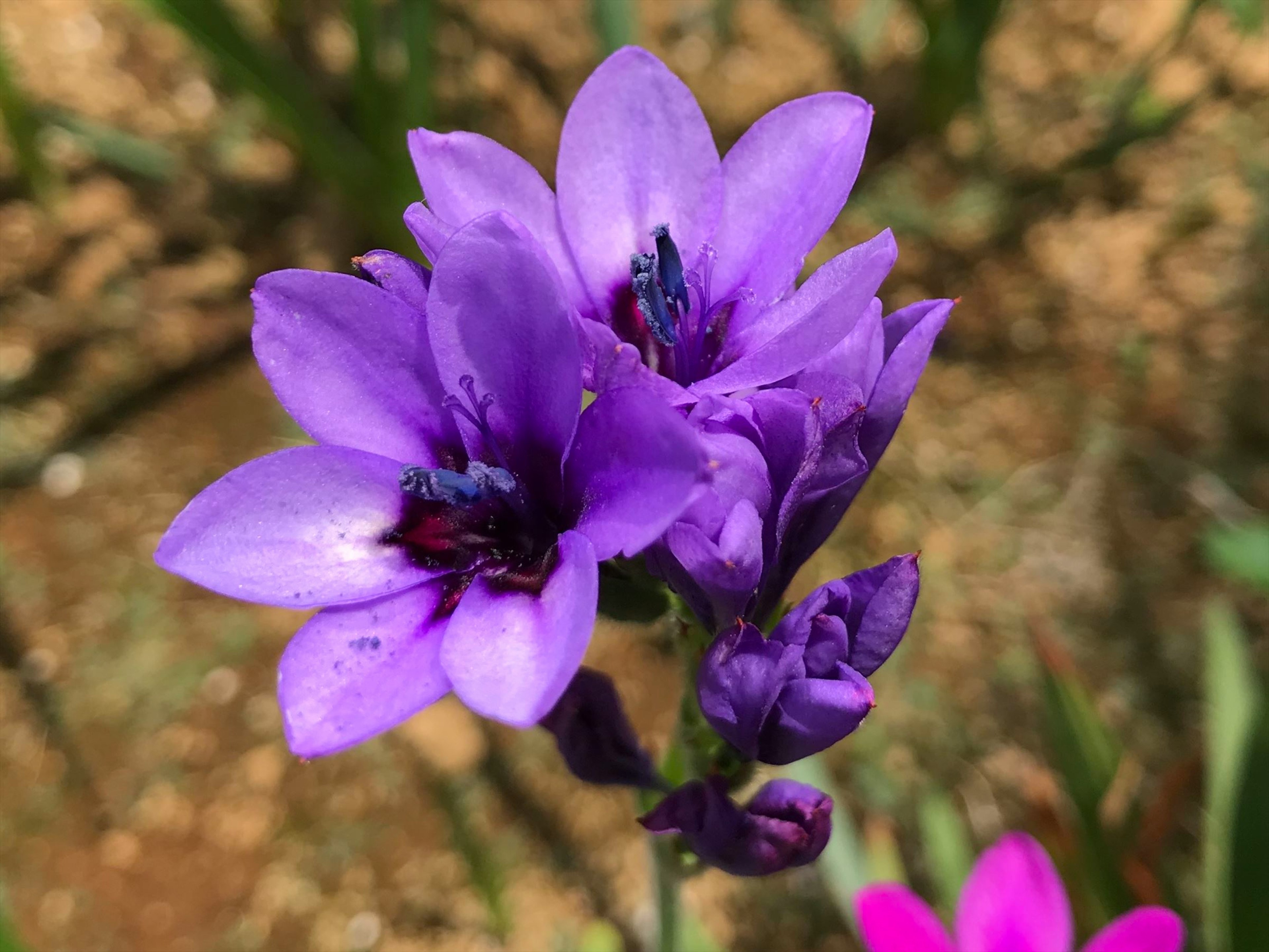 鮮やかな紫色の花が咲いている様子