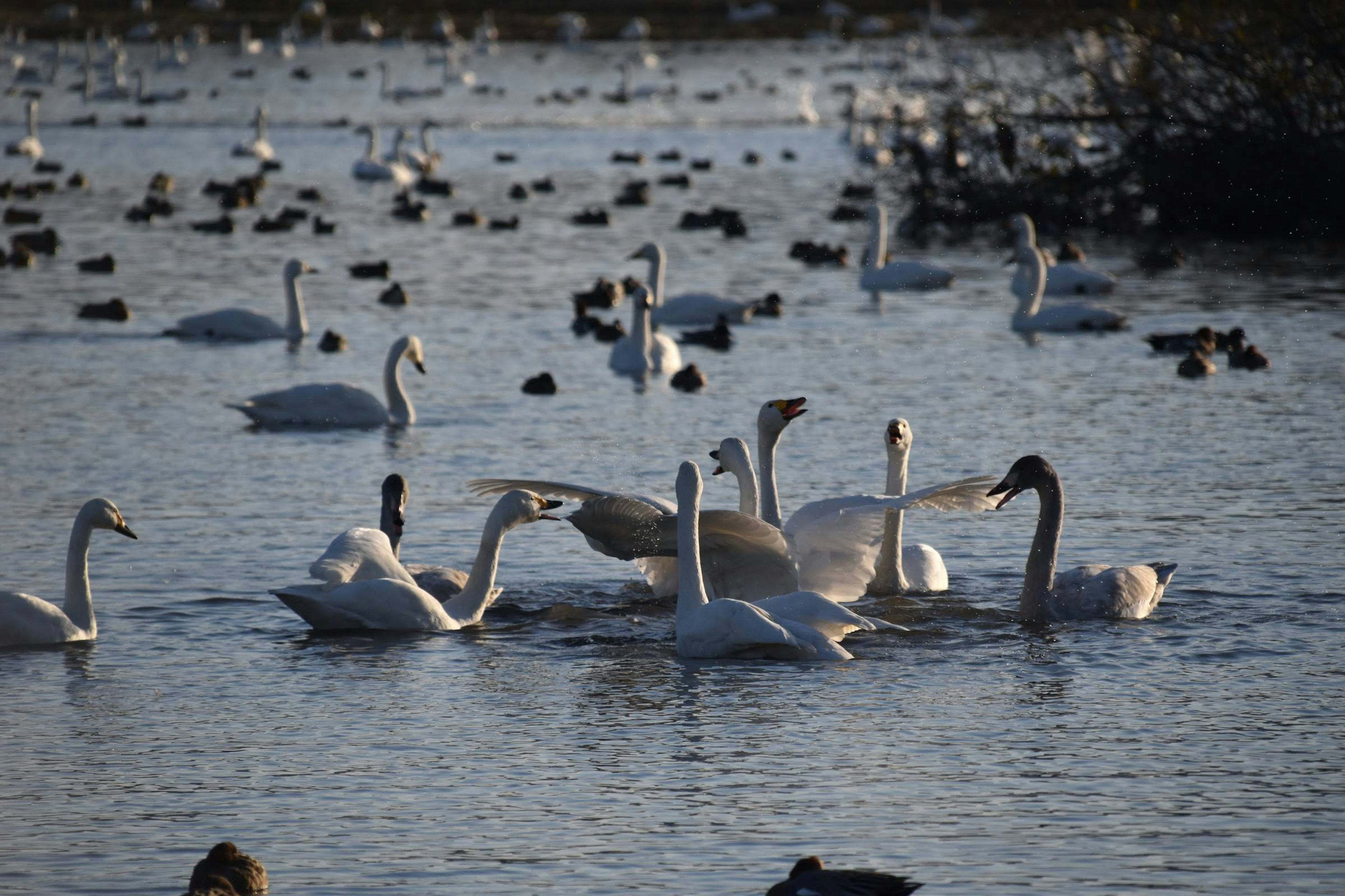 Un gruppo di cigni che nuotano in un lago tranquillo circondato da vari uccelli acquatici