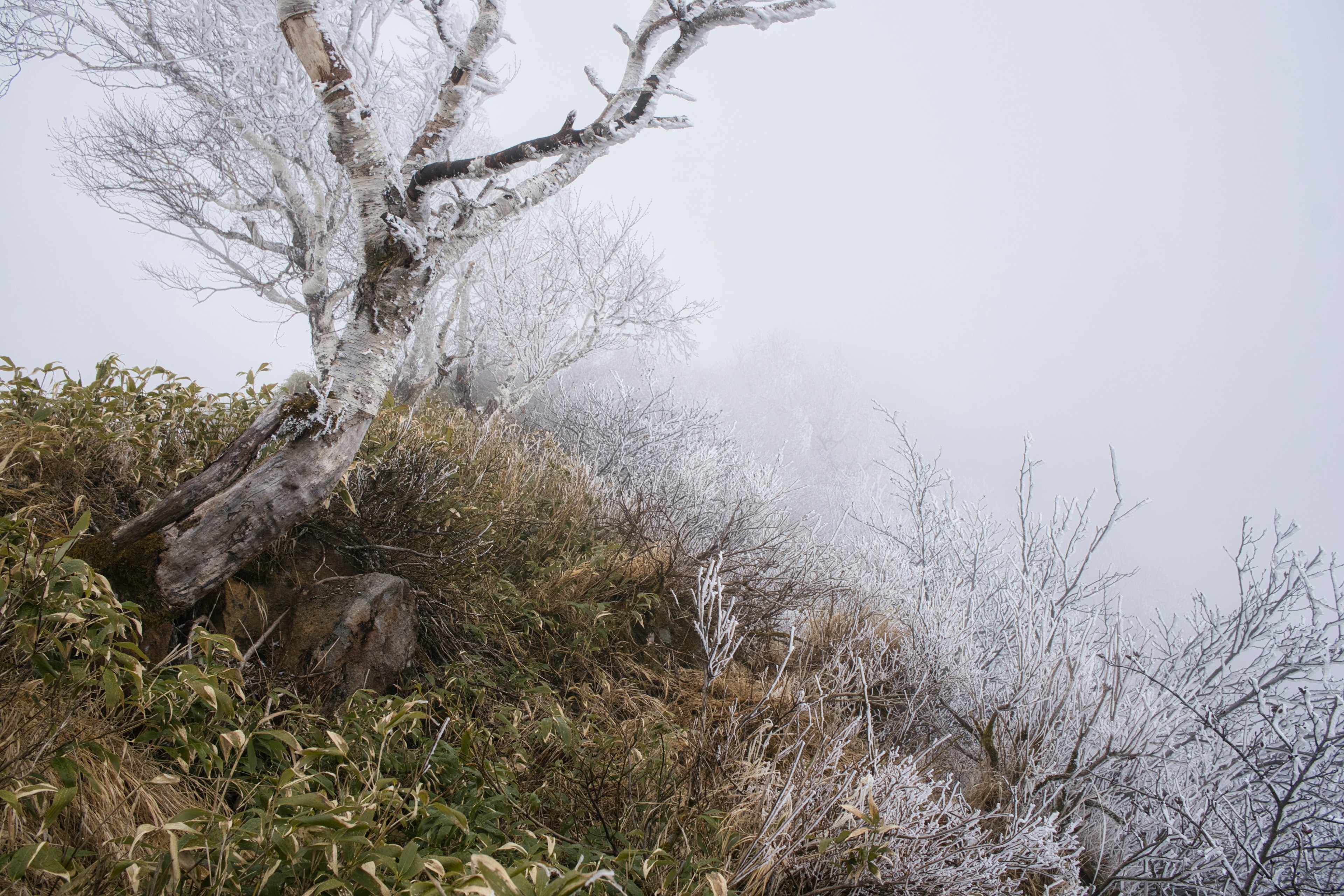 Paisaje cubierto de niebla con árboles blancos y terreno cubierto de hierba