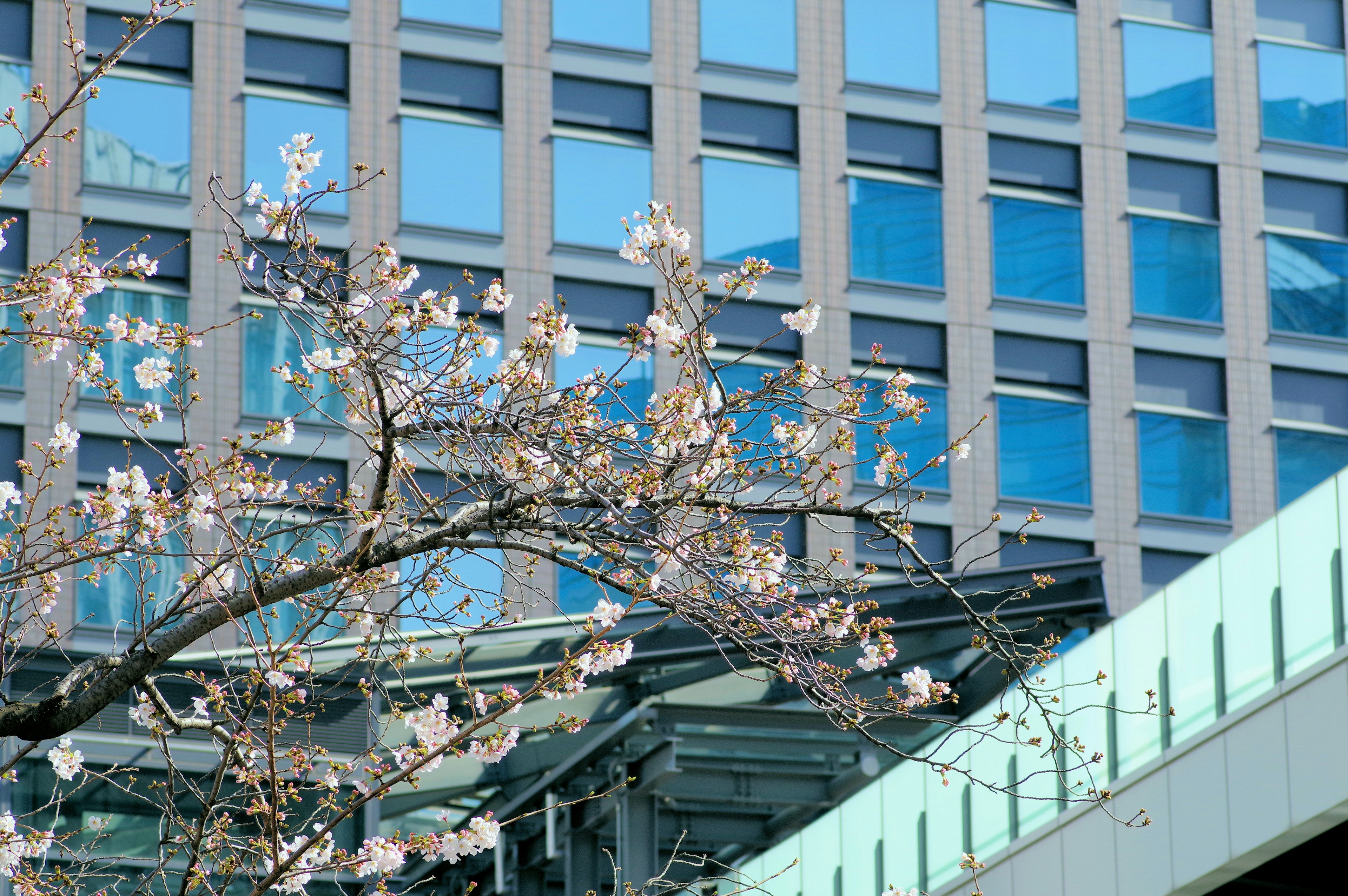 Kirschblüten in der Nähe eines modernen Gebäudes