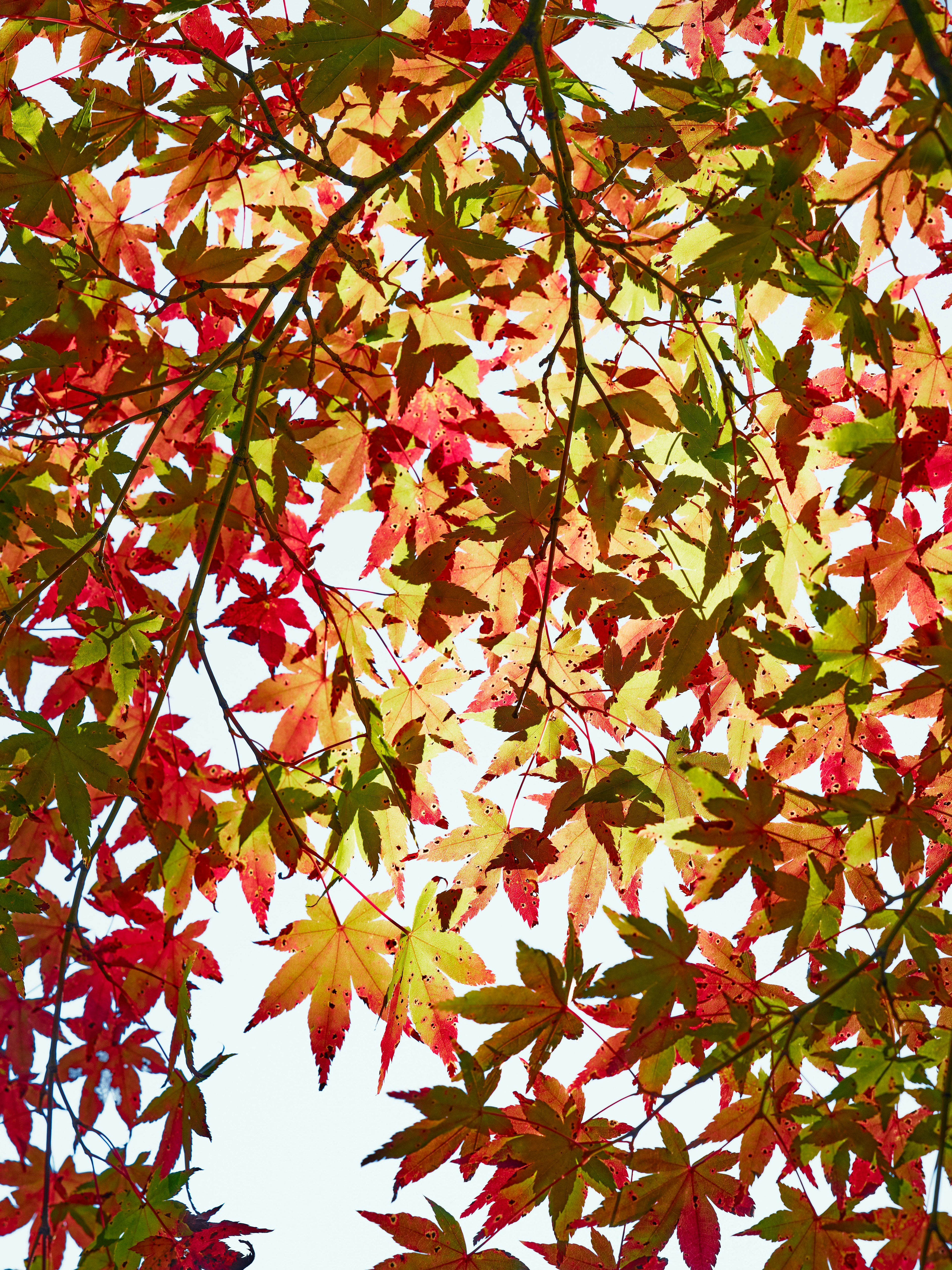 Schöne Herbstszene mit sich überlappenden roten und gelben Ahornblättern