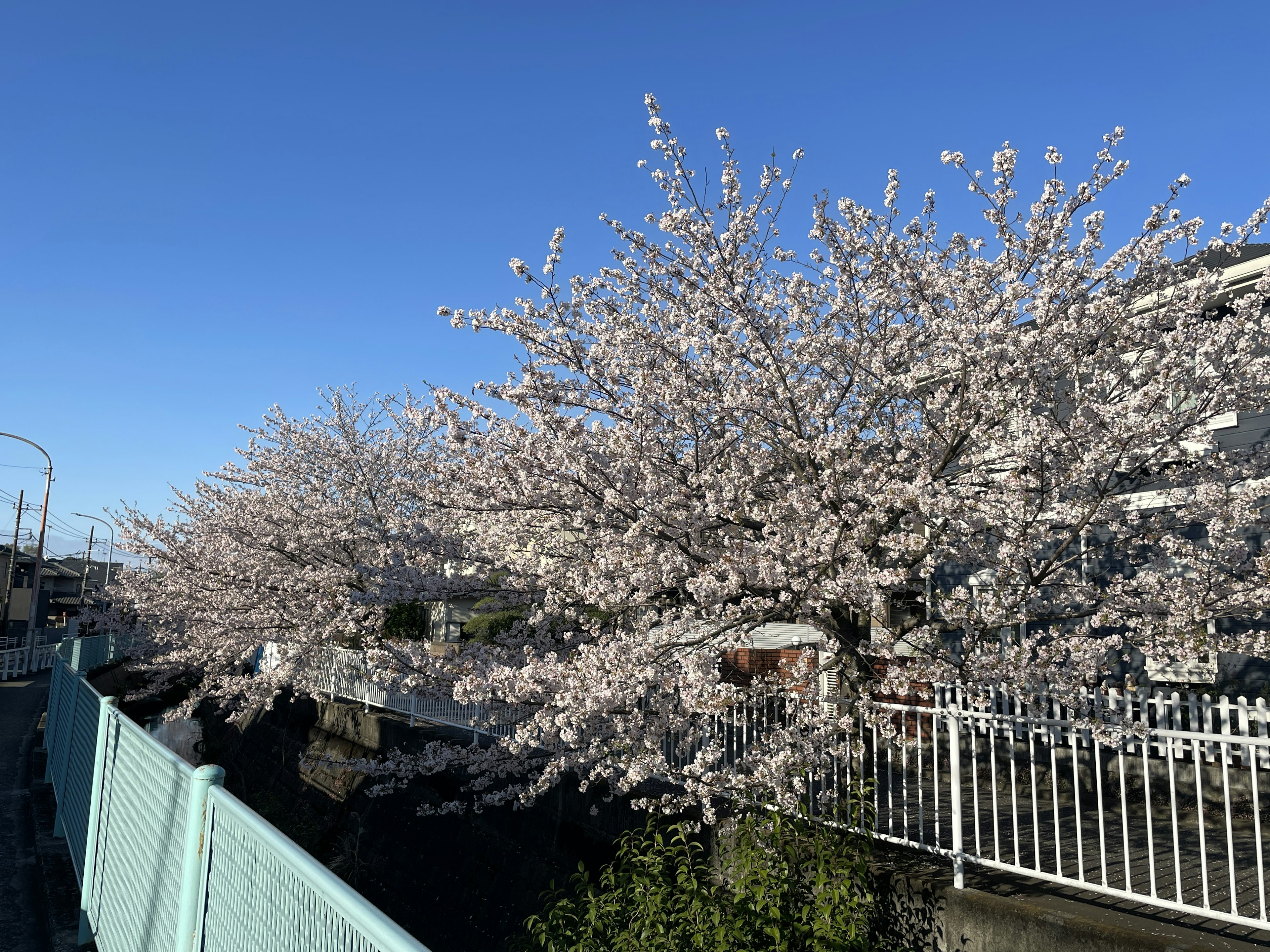 青空の下に咲く桜の木が並んでいる風景