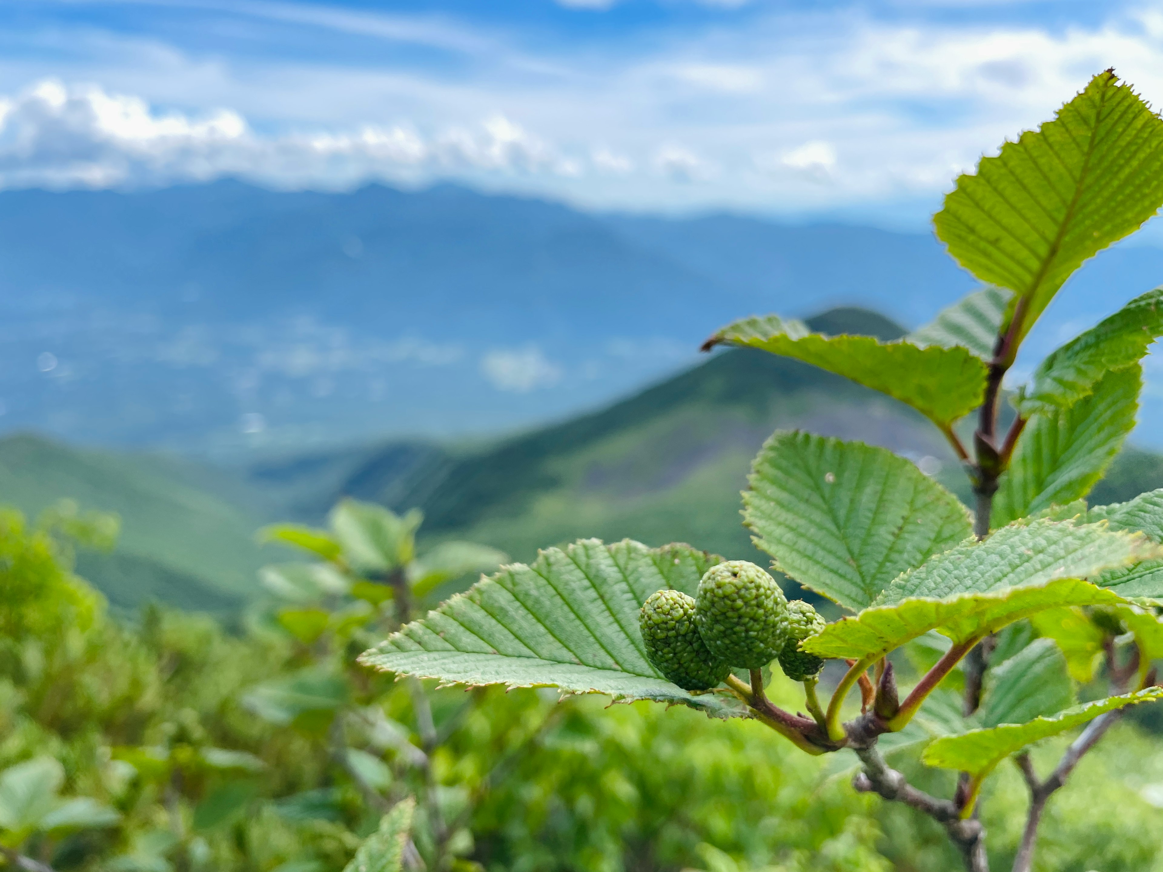 緑の葉と果実がある山の風景