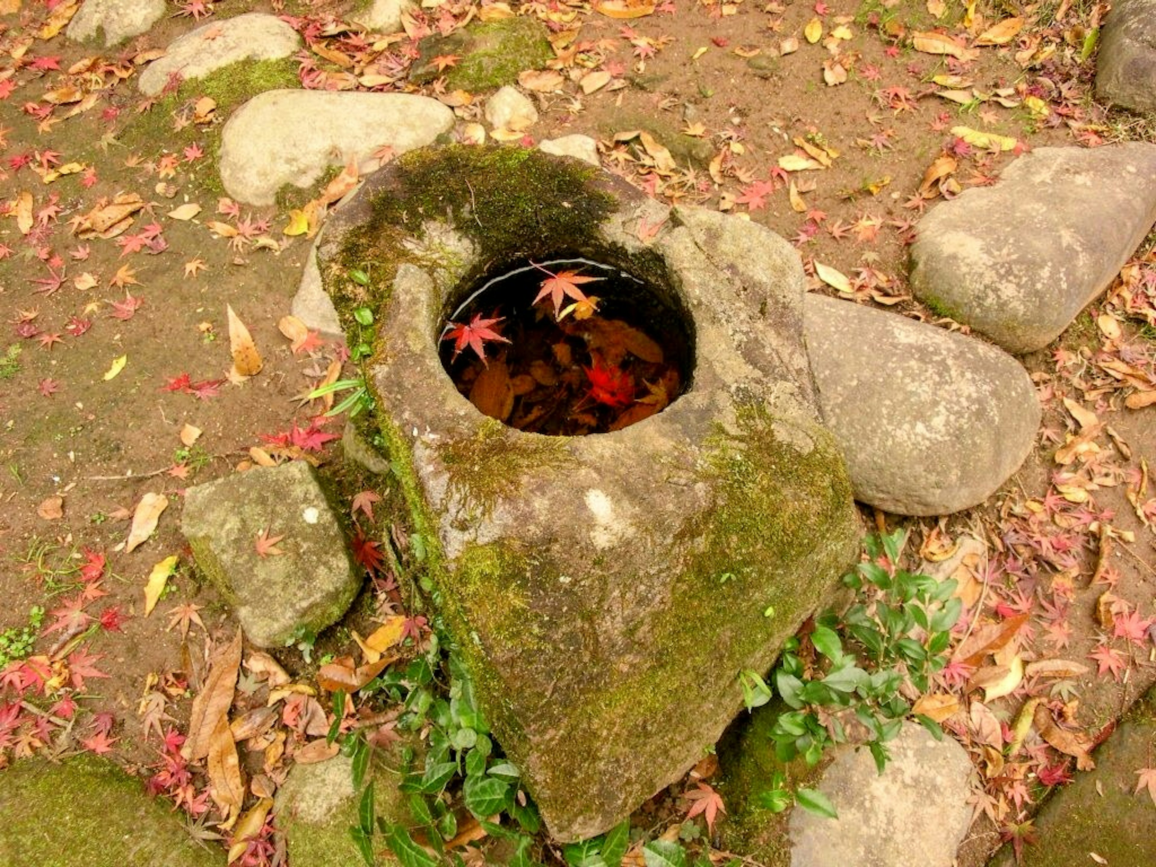 Bacino di pietra pieno d'acqua e foglie autunnali