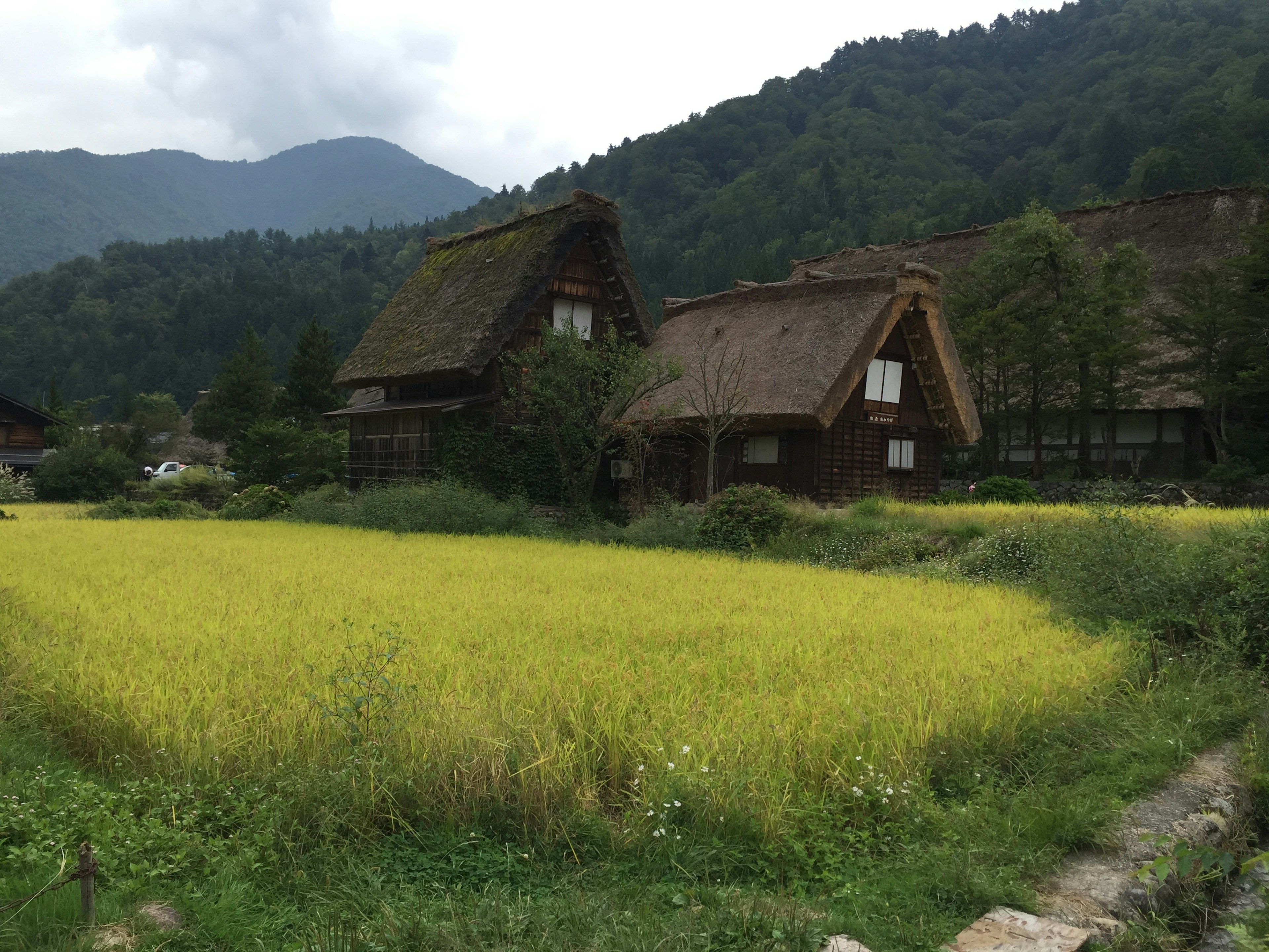 Paisaje rural pintoresco con casas tradicionales de techo de paja y campos de arroz dorados