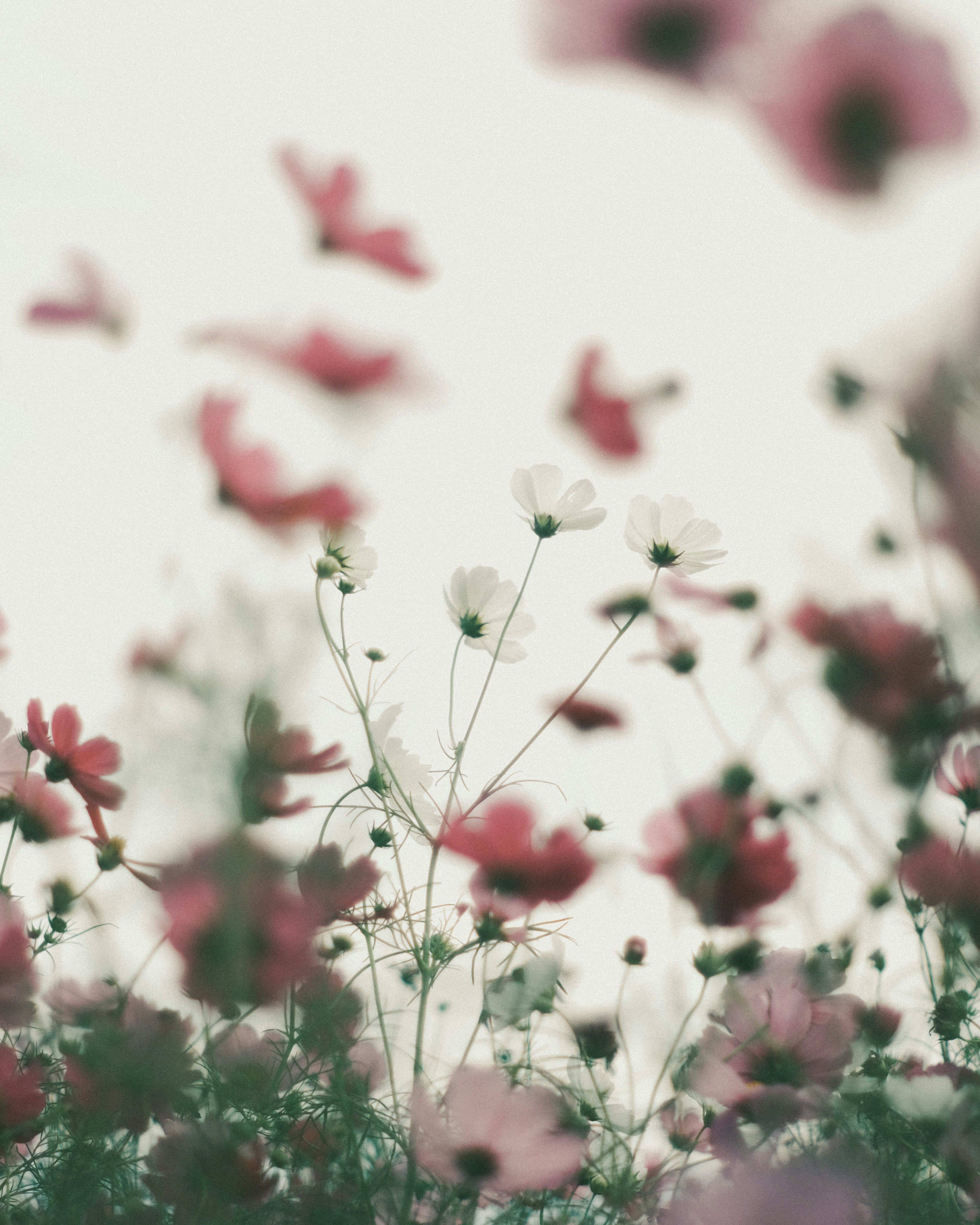 Un campo de flores de colores suaves con flores rosas y blancas y un fondo borroso