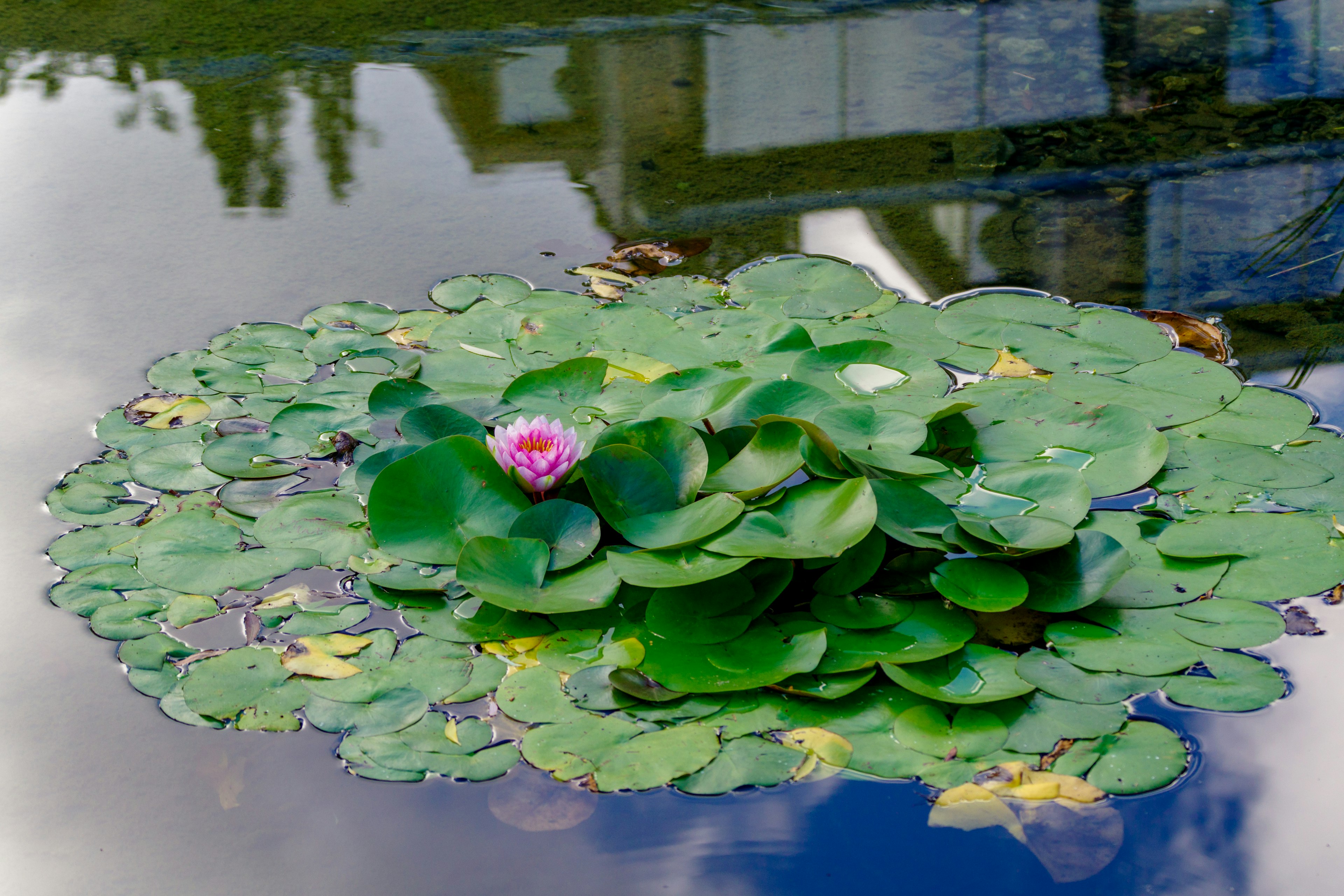 水面に浮かぶハスの花と緑の葉