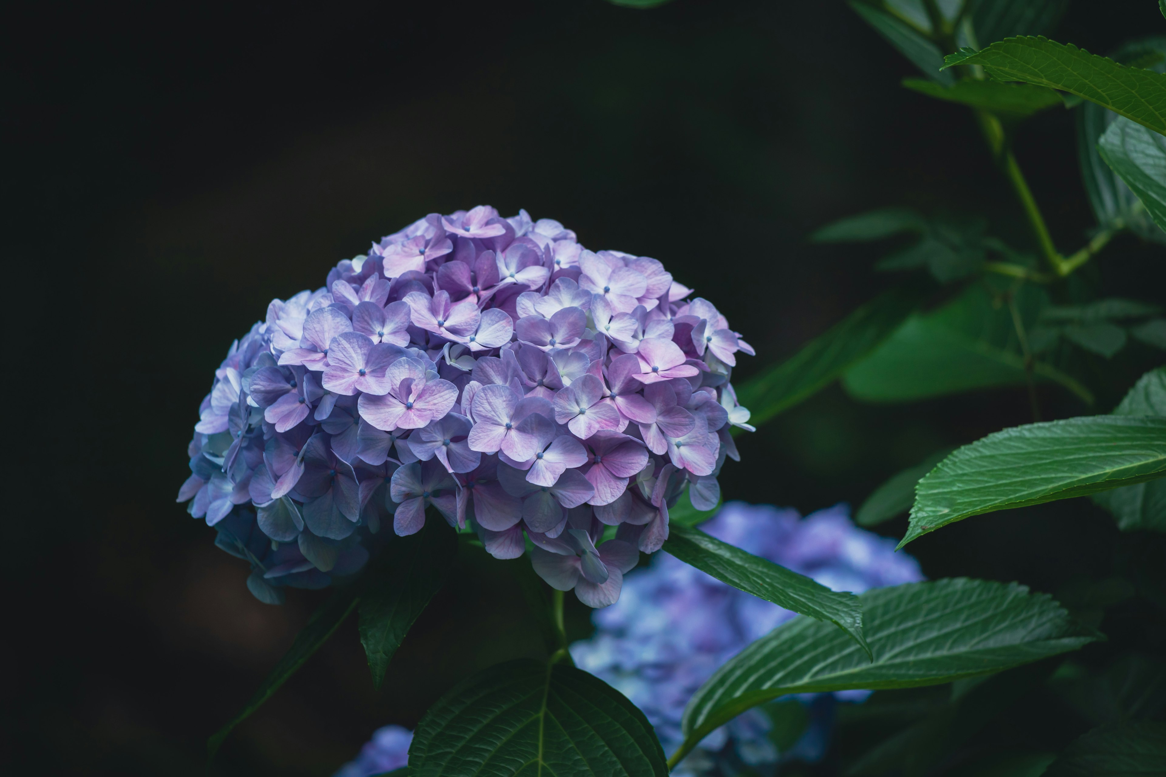 Purple hydrangea flower blooming among green leaves