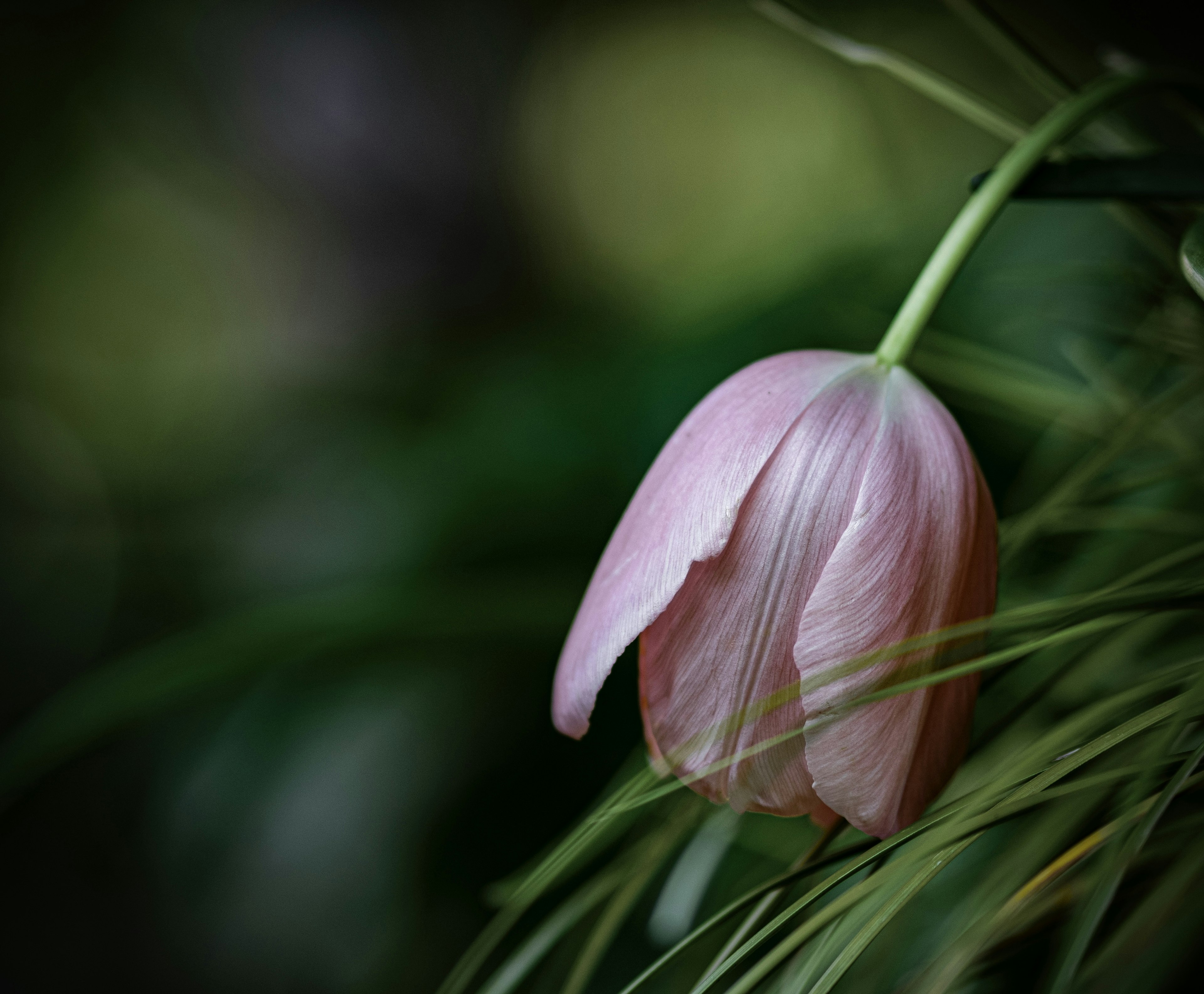 Sebuah tulip merah muda pucat bersandar pada daun hijau