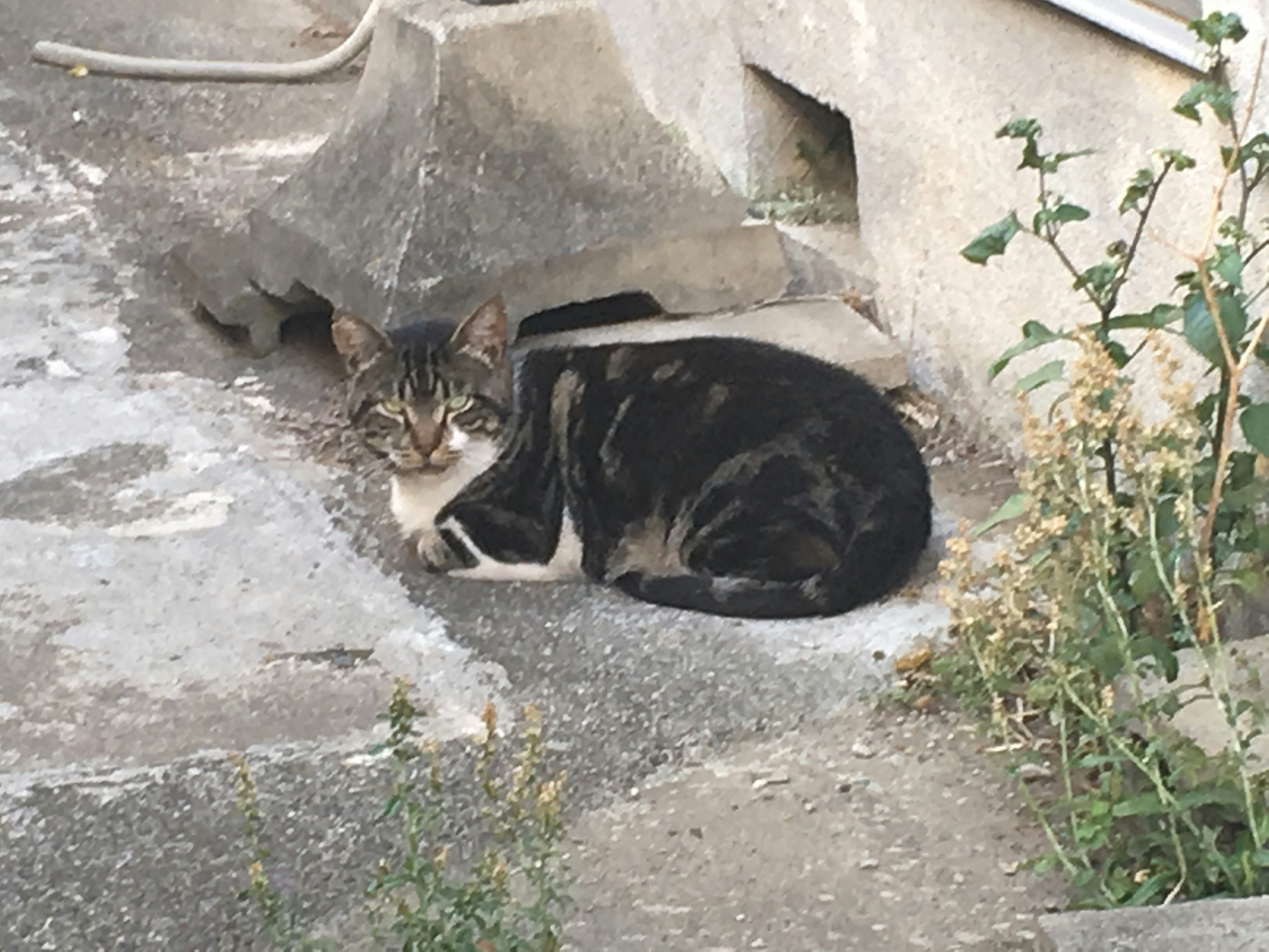 A cat curled up on concrete with some greenery nearby