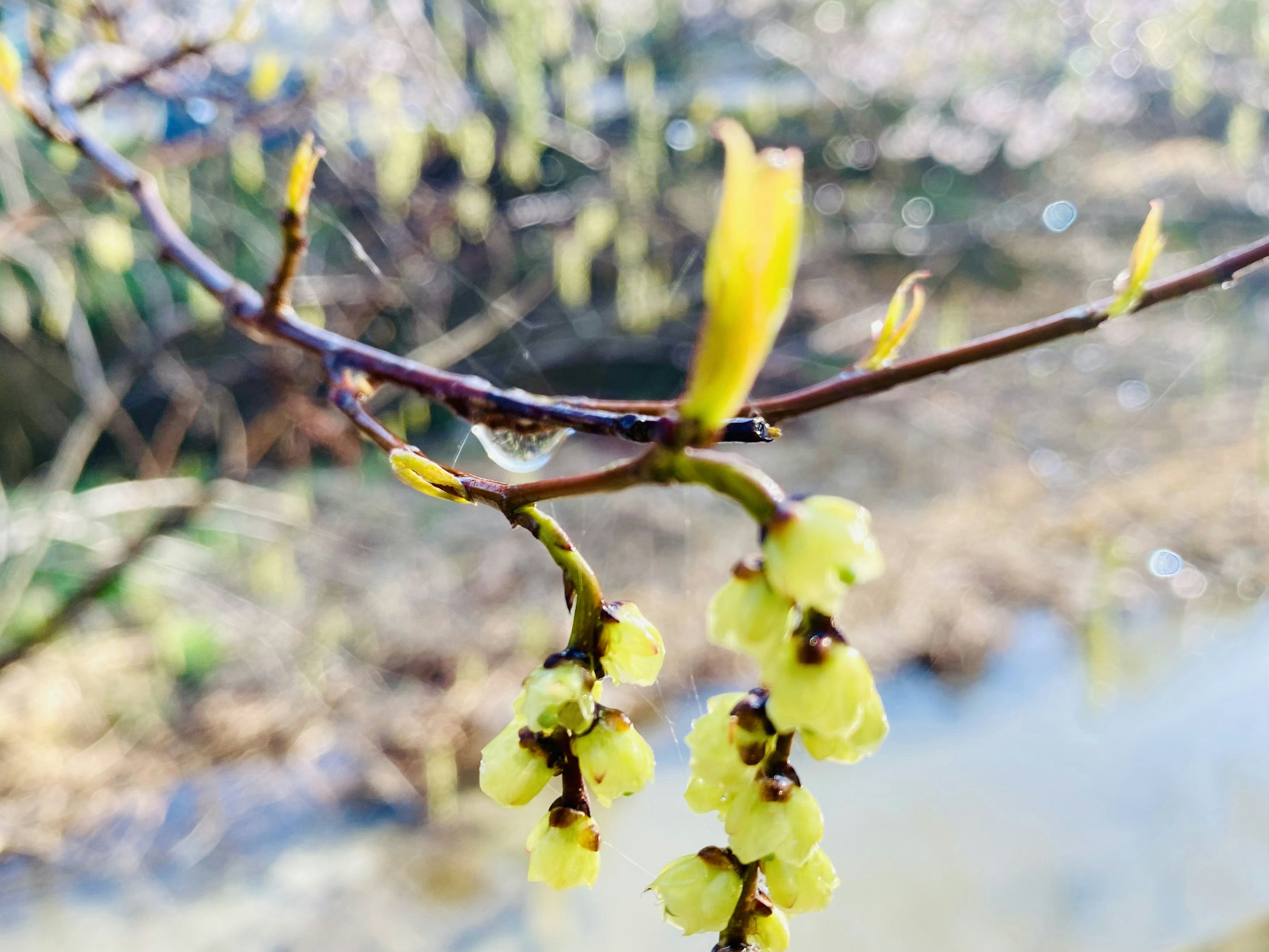 春の花が咲いている枝のアップ