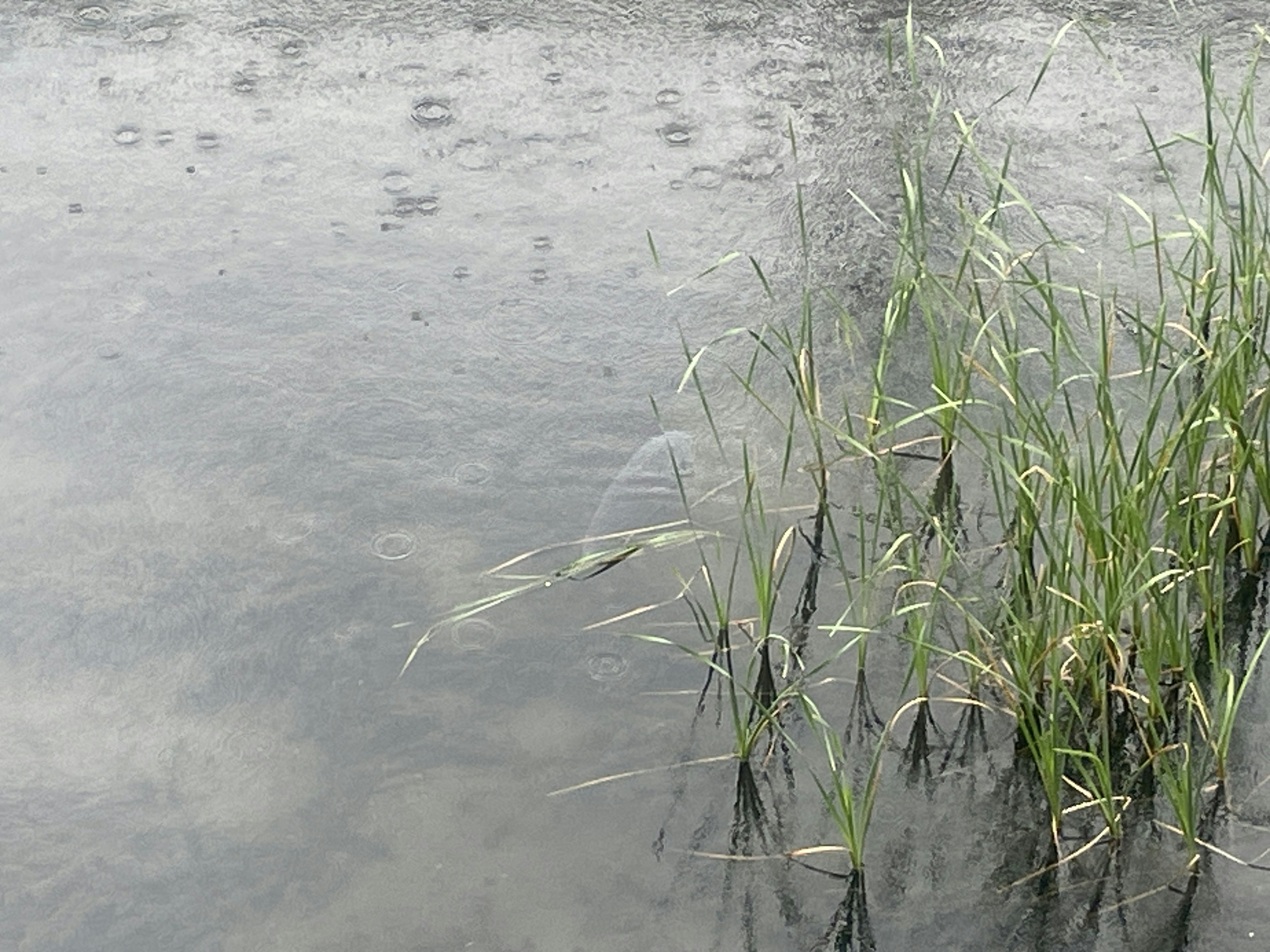 Erba verde sulla superficie dell'acqua durante la pioggia