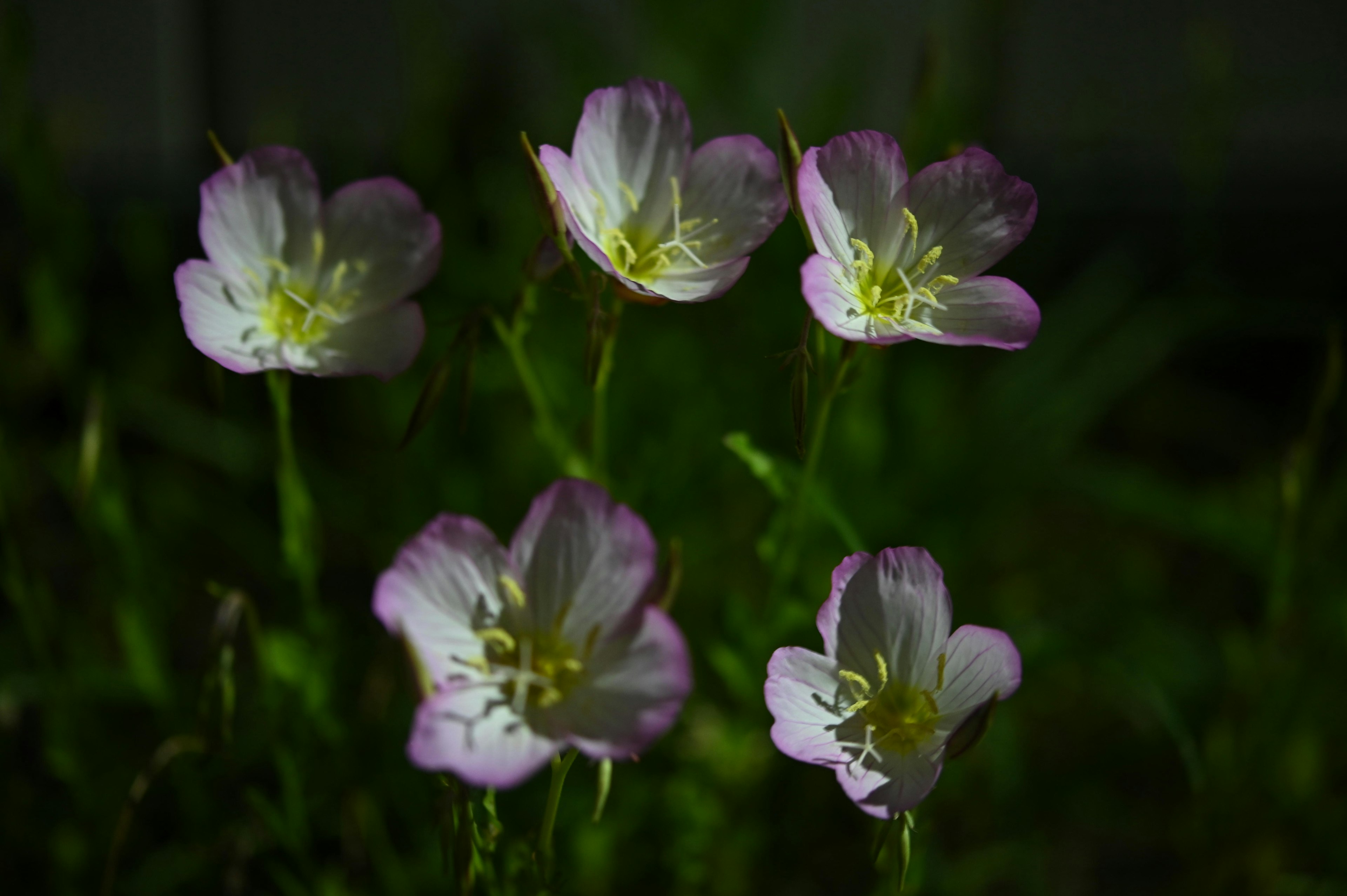 Un groupe de fleurs violettes pâles en pleine floraison sur un fond vert foncé