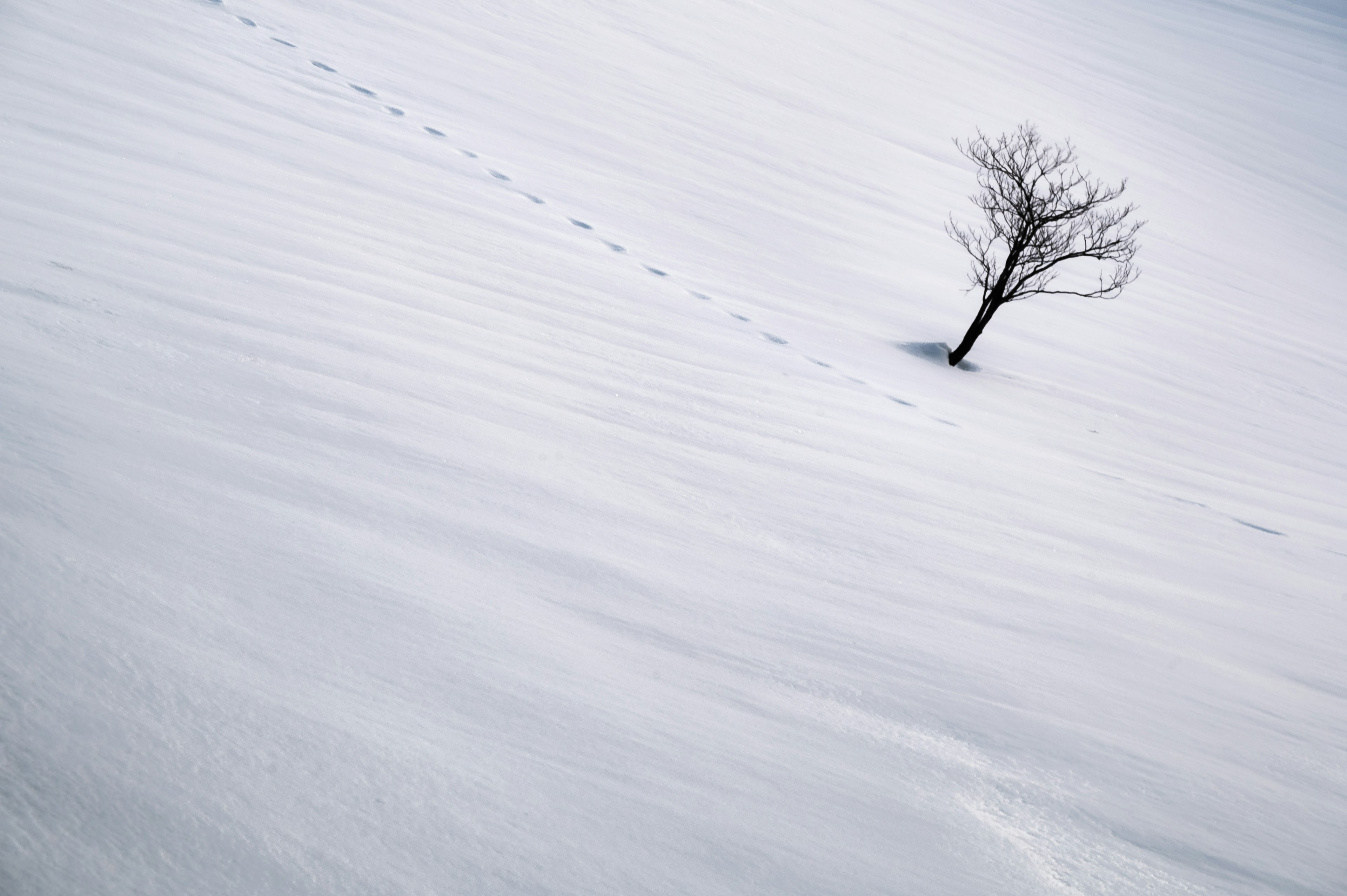 雪に覆われた丘の上に一本の木が立ちその周りに足跡が残っている