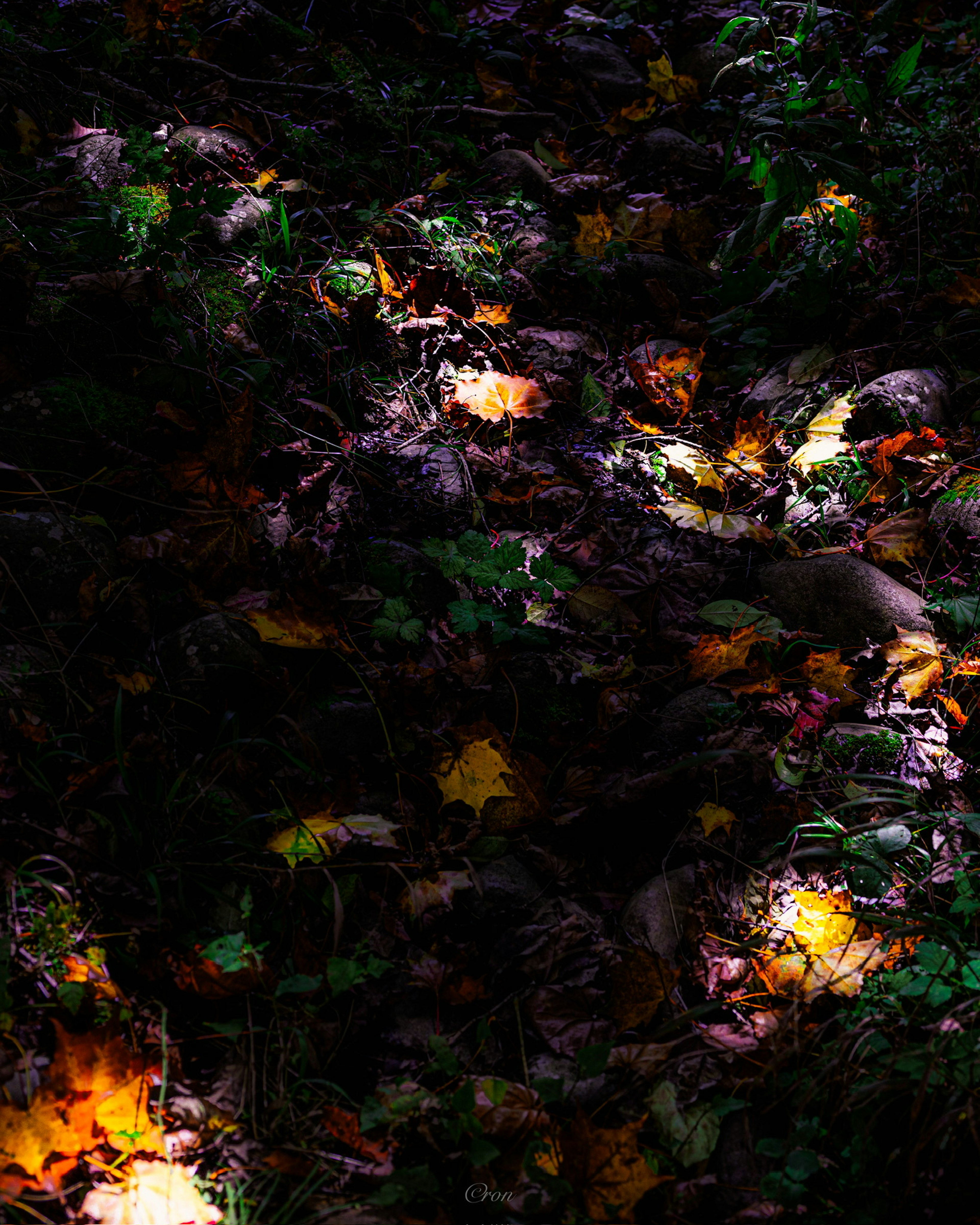 Autumn leaves scattered on the forest floor with patches of light