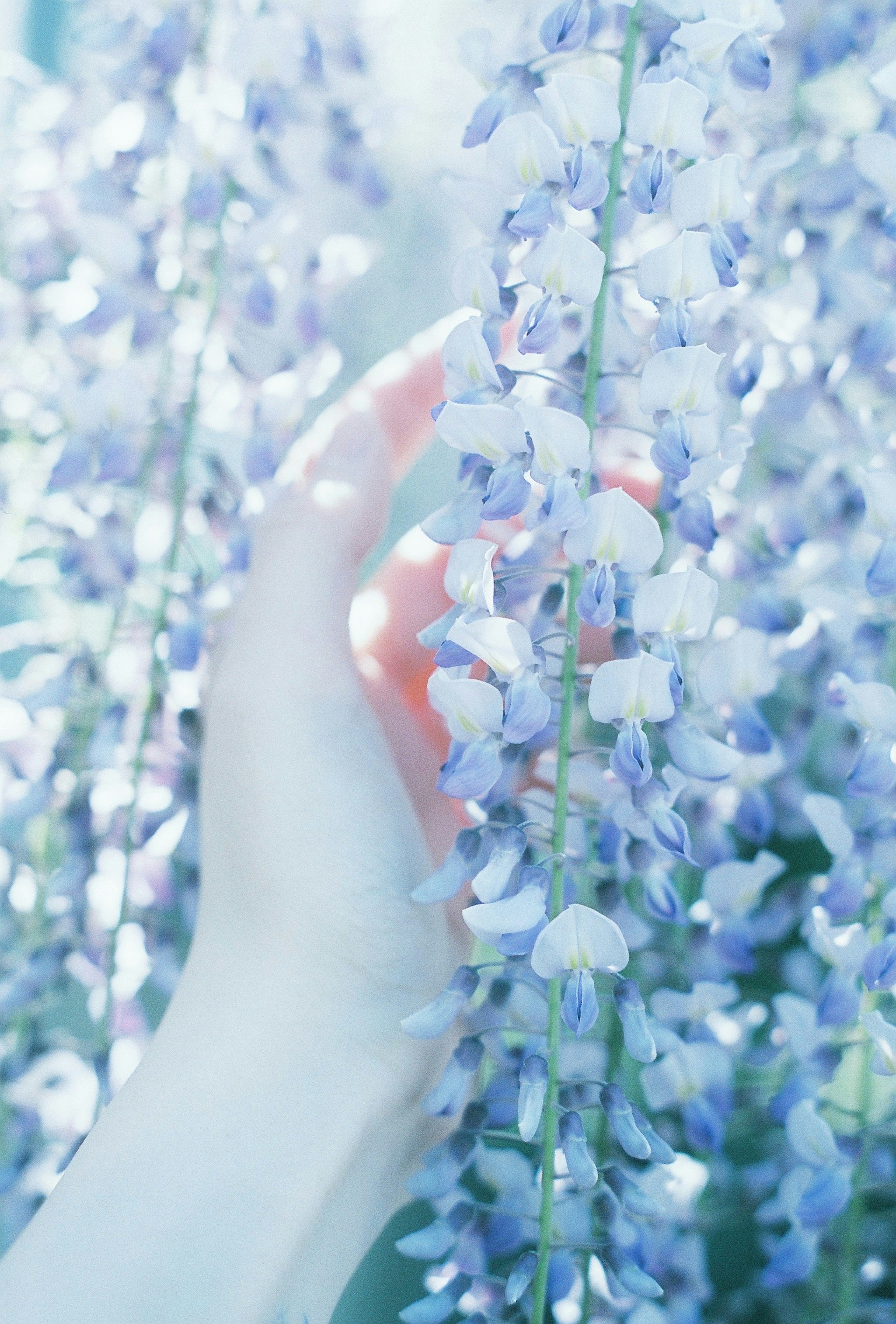 薄紫色の花を持つ手の近くでの写真