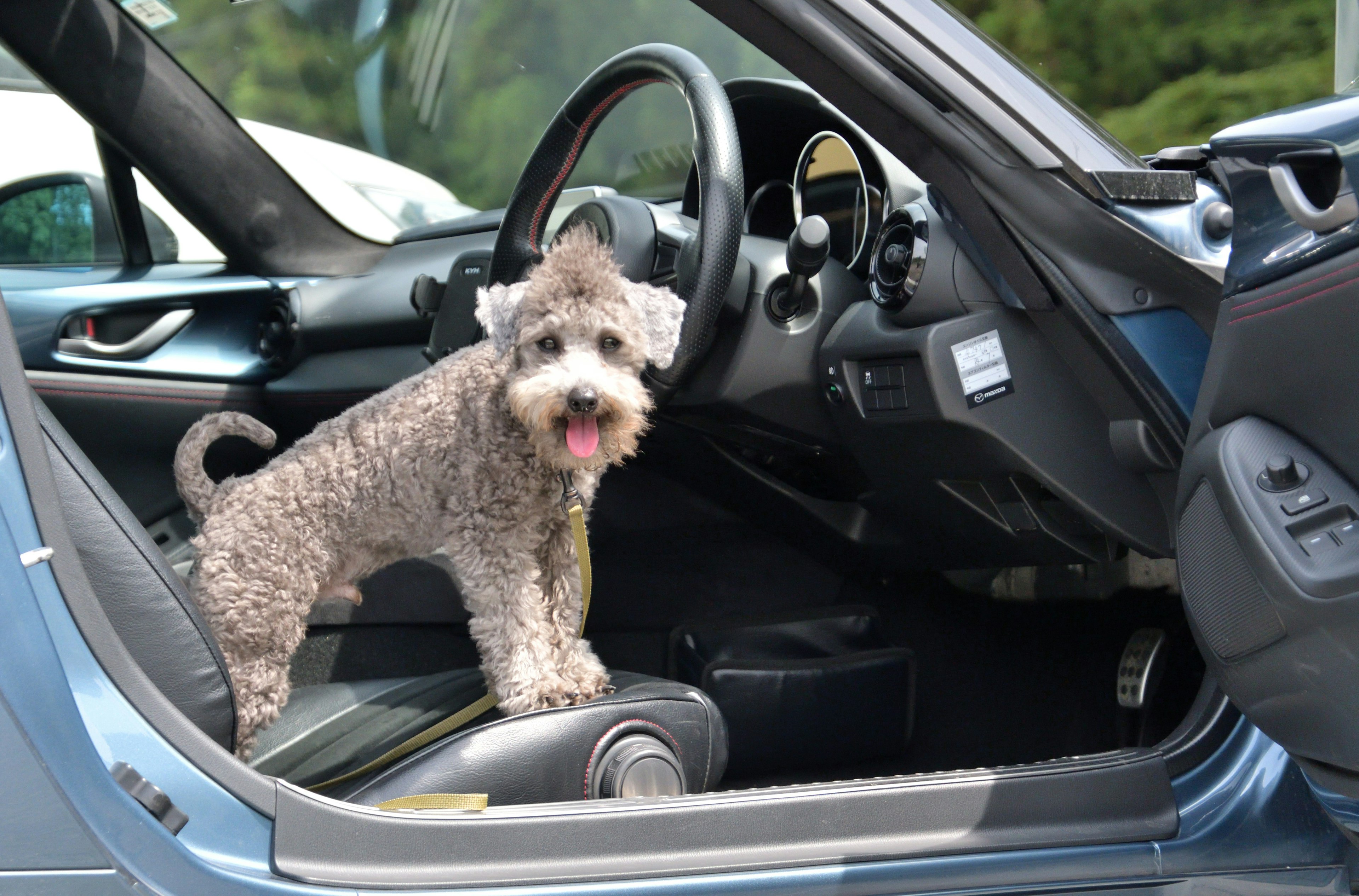 Un cane in piedi vicino al sedile del conducente all'interno di un'auto