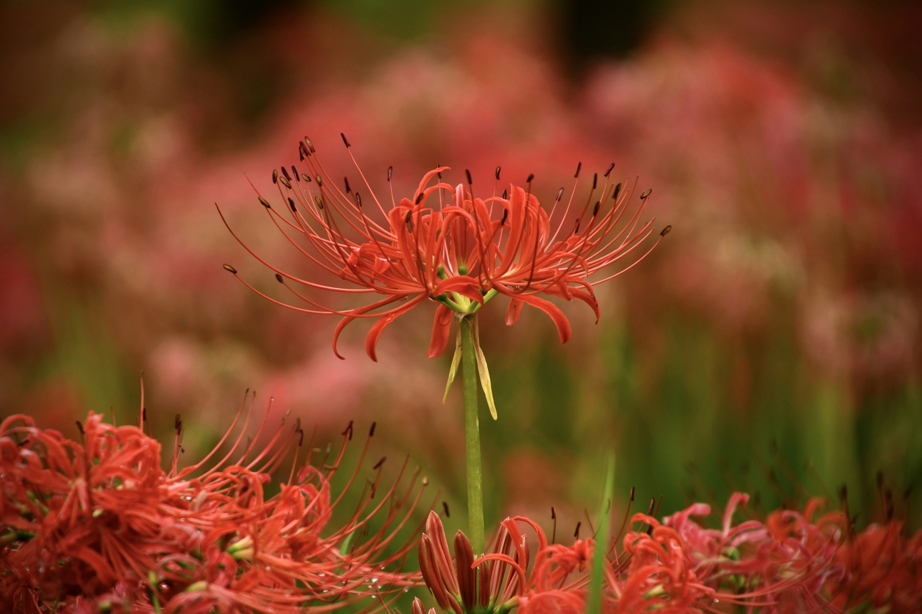 Un lys araignée rouge se distingue parmi un champ de fleurs en pleine floraison