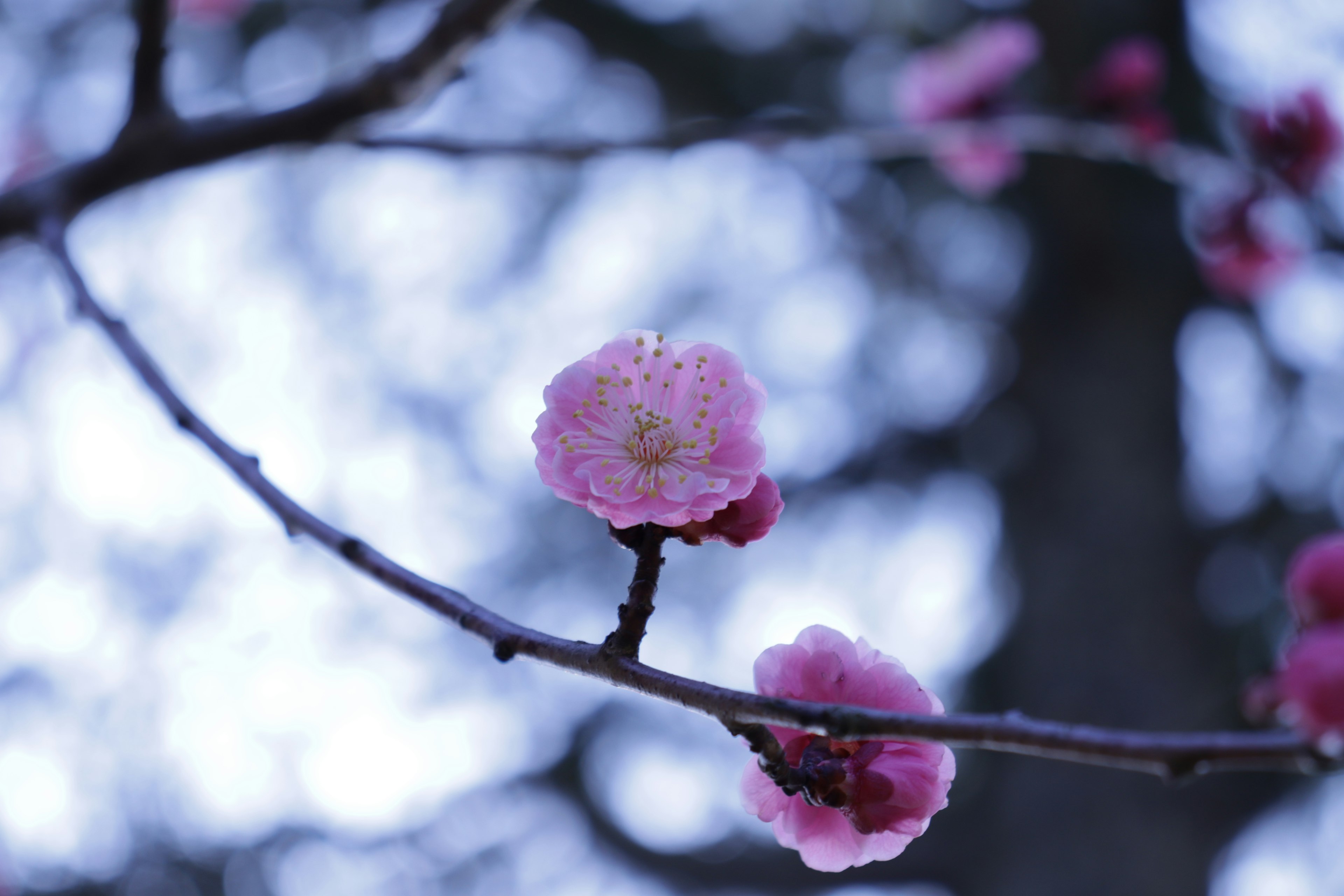 Close-up cabang dengan bunga pink dalam fokus lembut