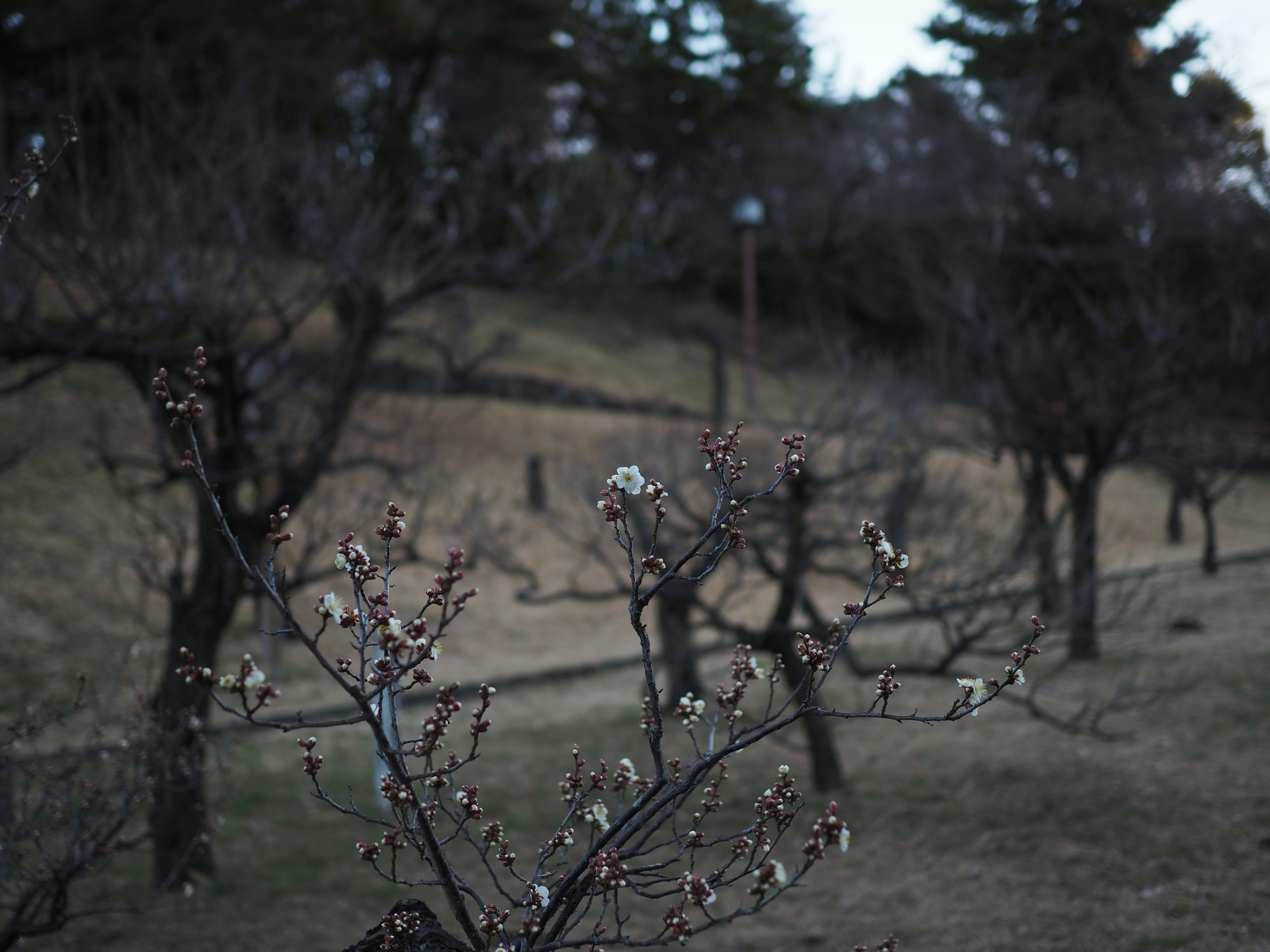 Paisaje invernal de un huerto con brotes en las ramas