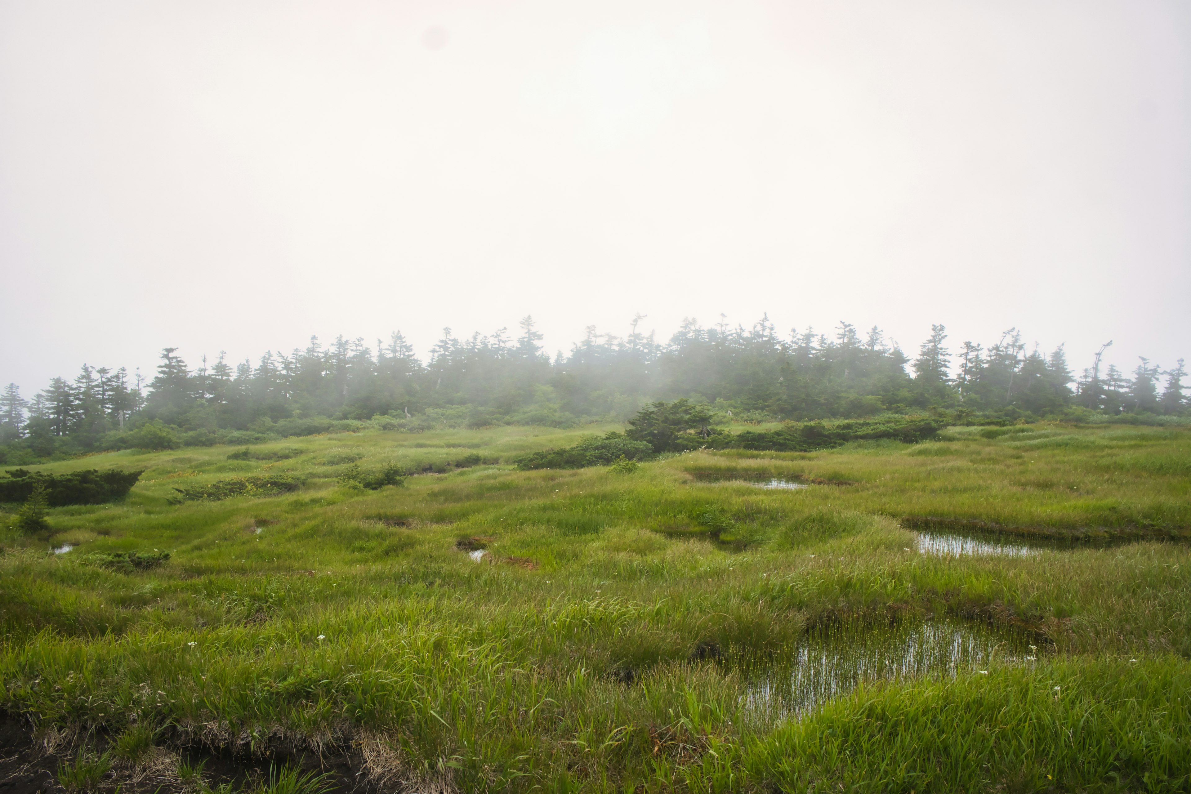 Foggy wetland landscape with green grass and trees