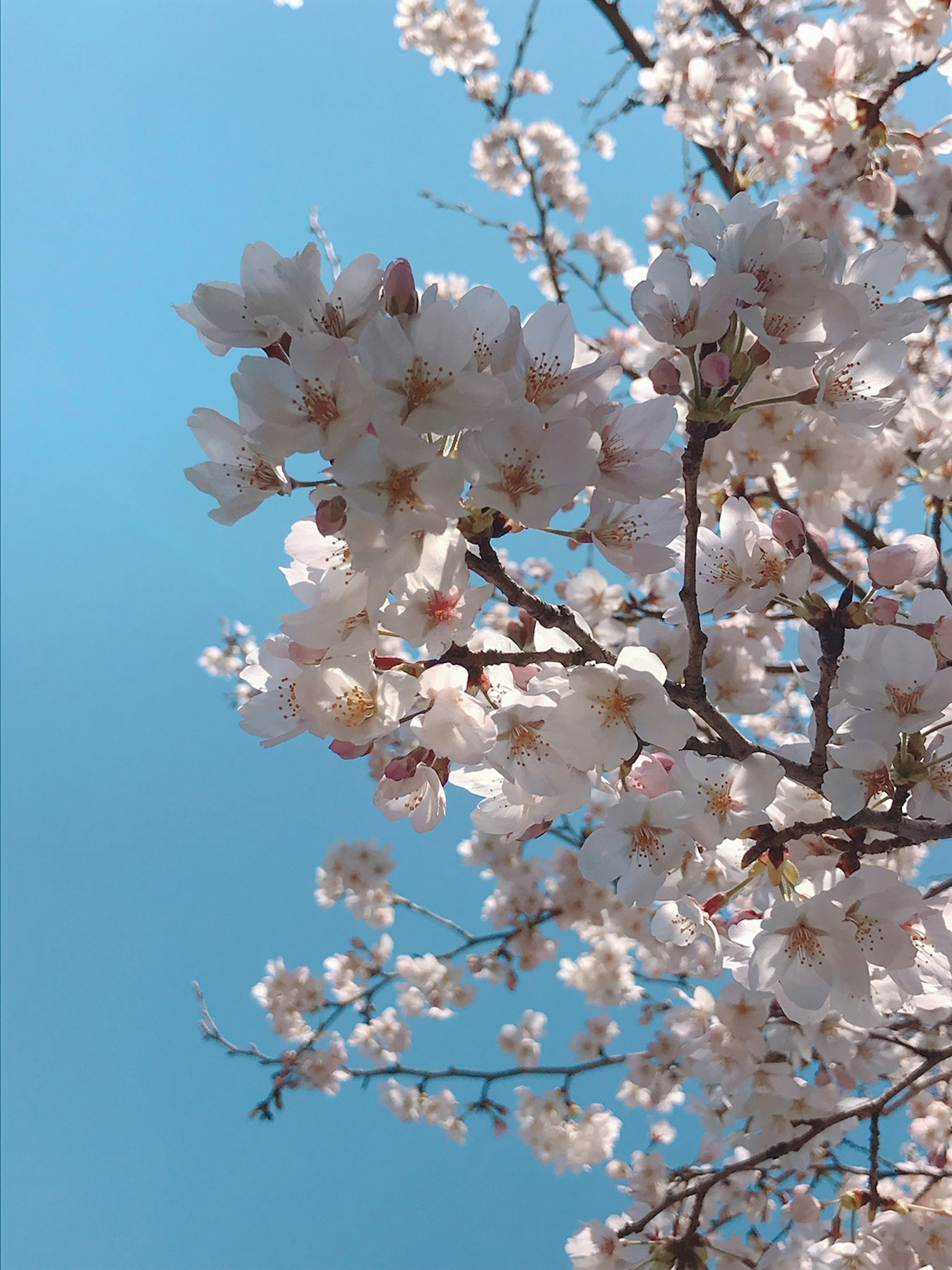 Primo piano di fiori di ciliegio contro un cielo blu