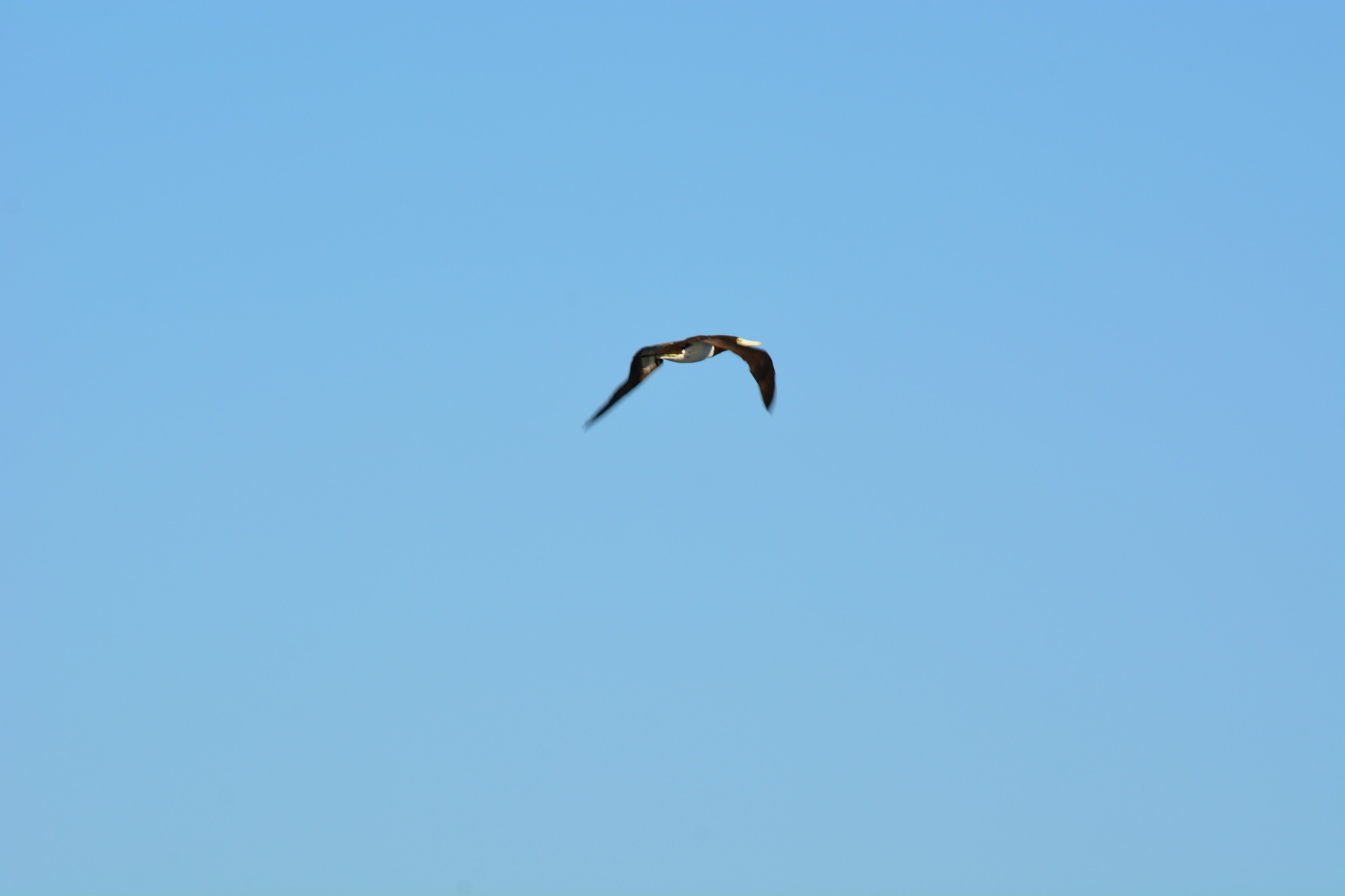 Silhouette d'un oiseau volant sur un ciel bleu