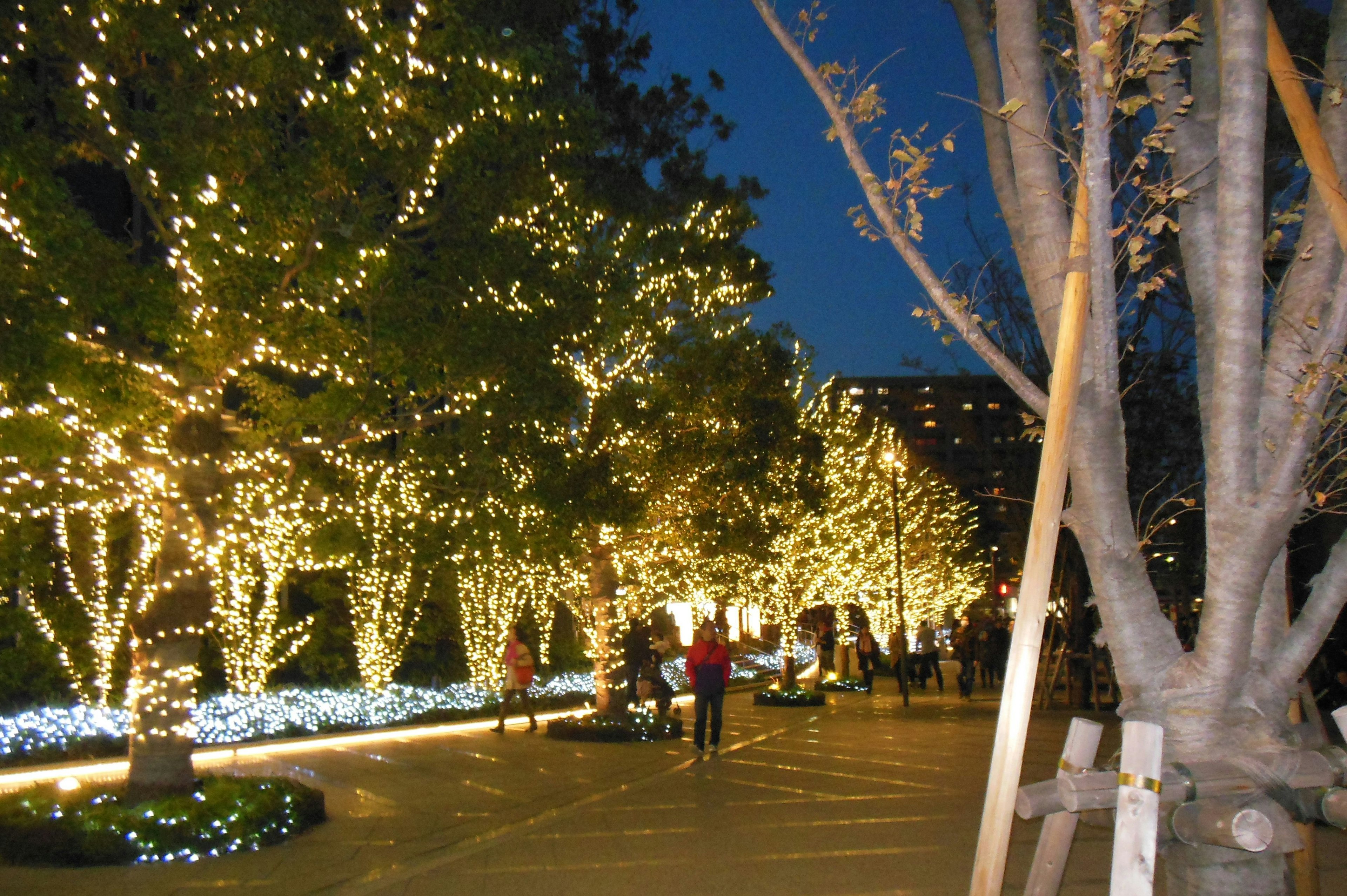 Pathway lined with trees wrapped in lights at night