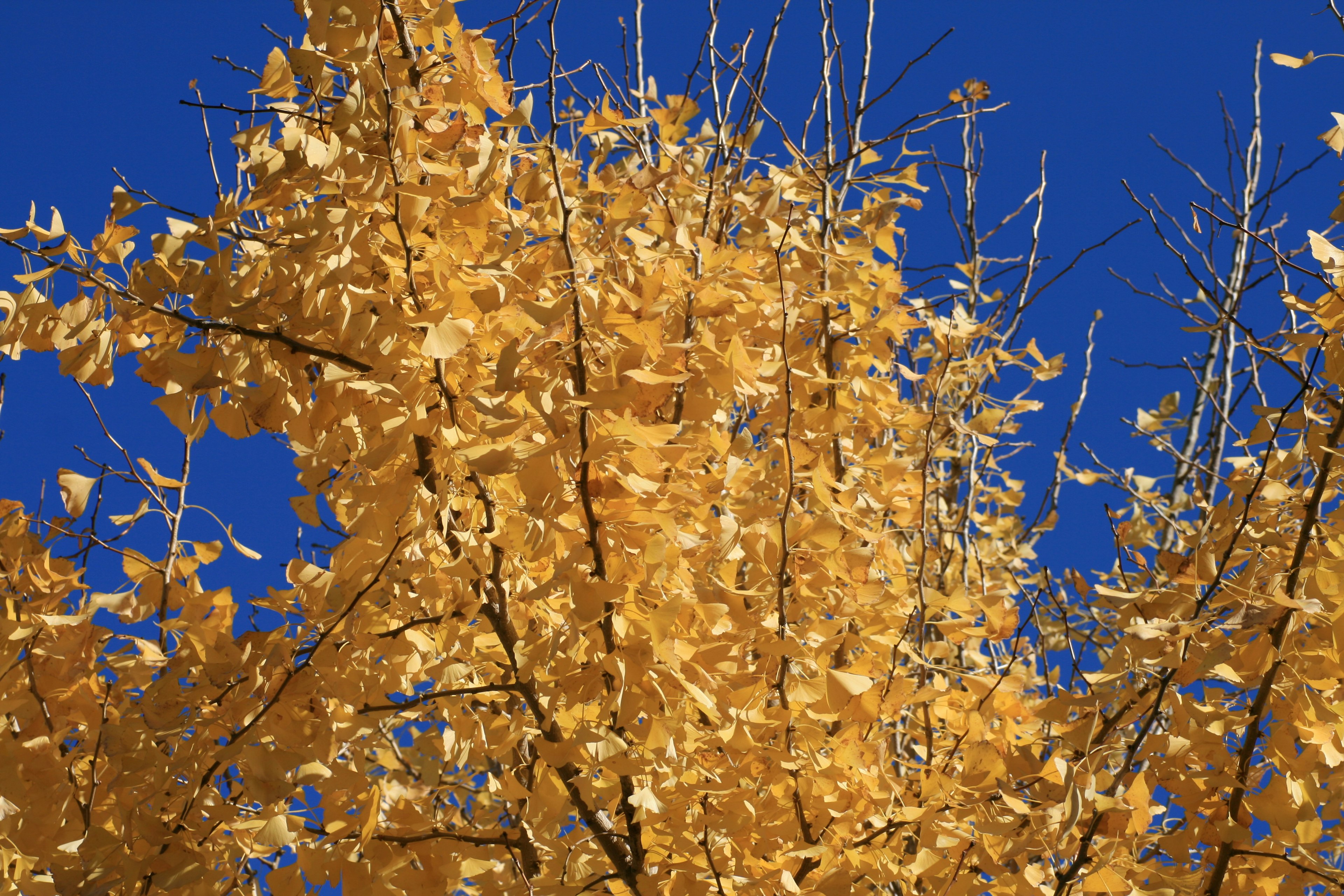 Upper part of a tree with golden leaves against a blue sky