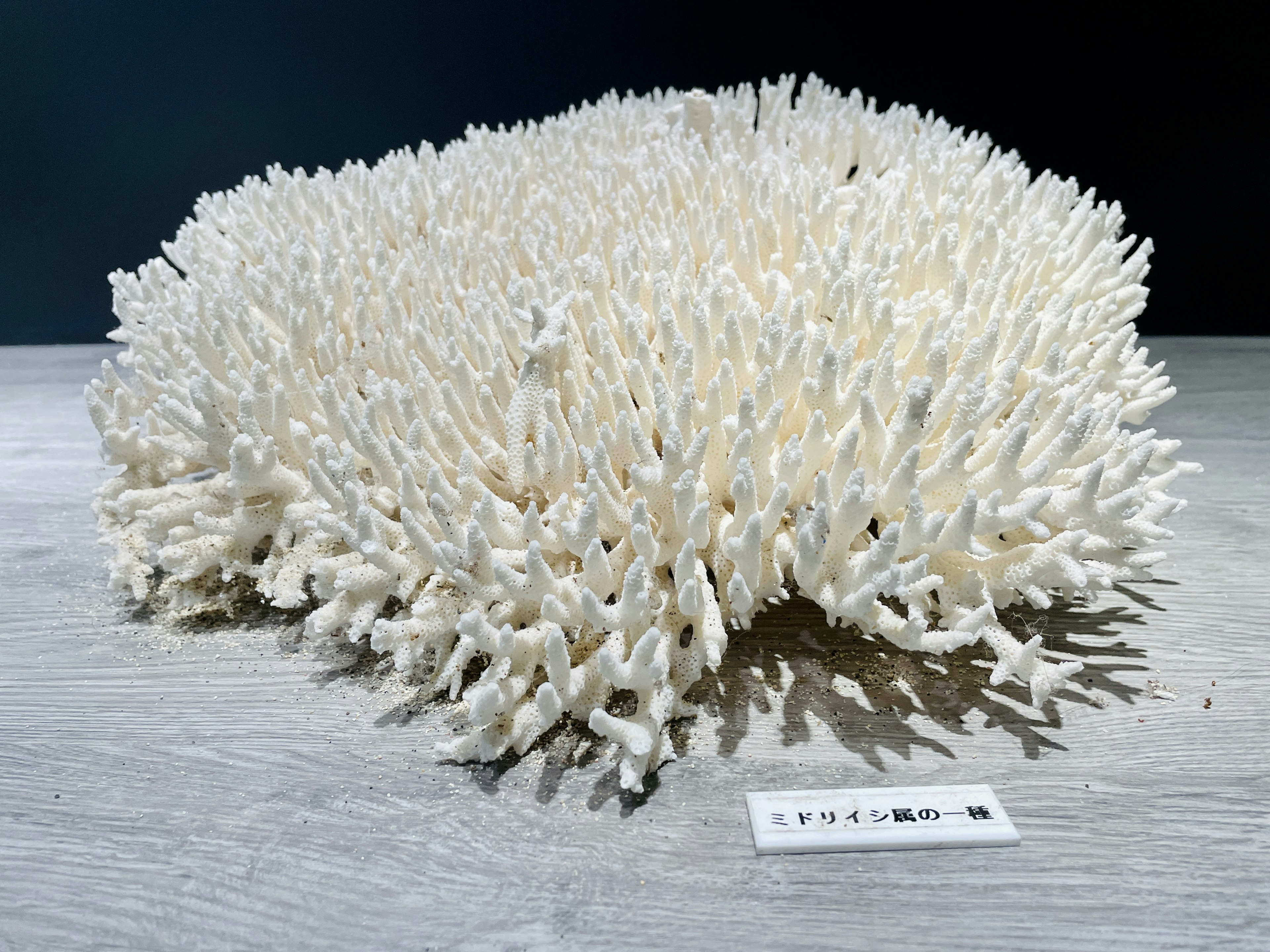 A specimen of white coral displayed on a surface