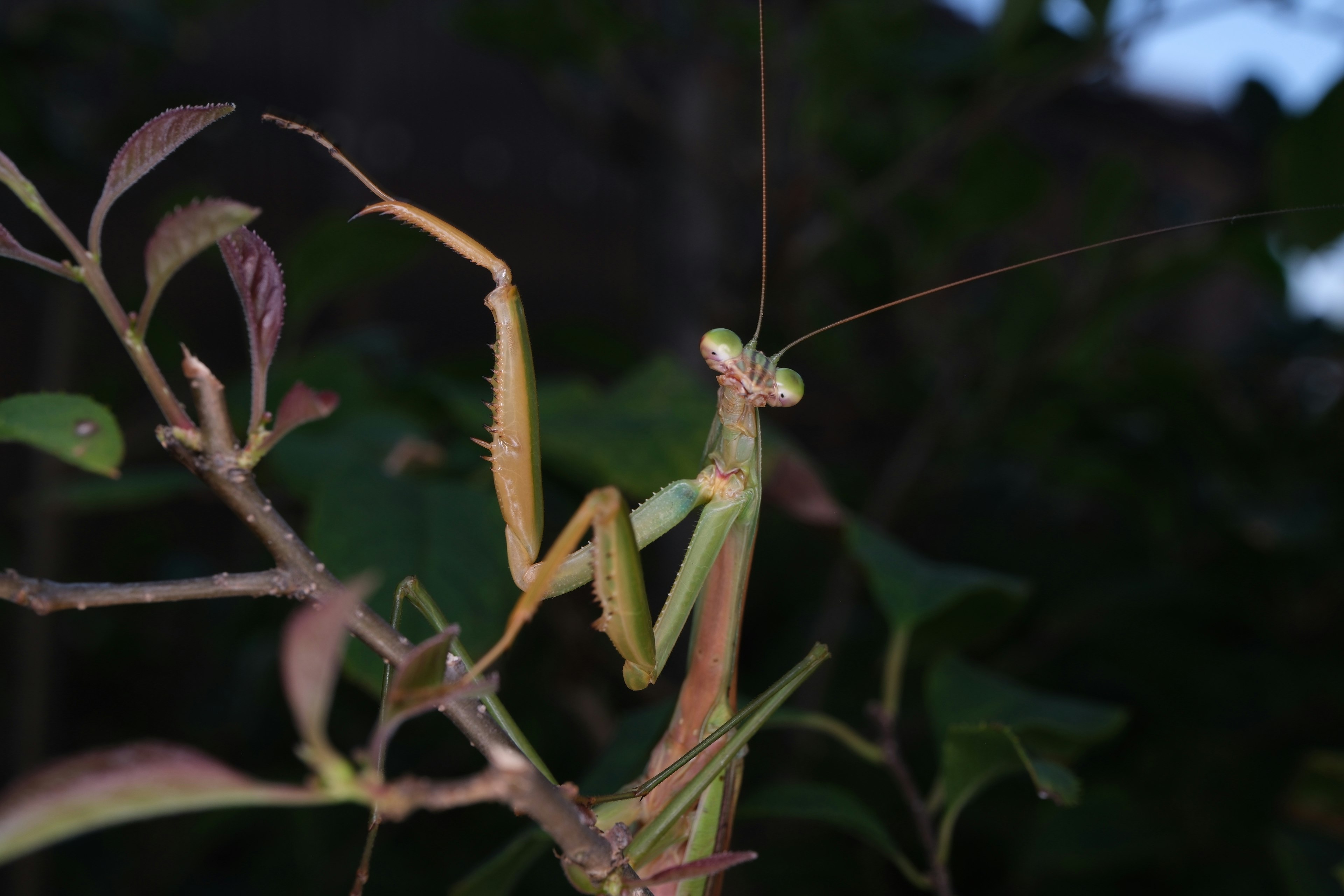 緑色のカマキリが枝にとまっている姿