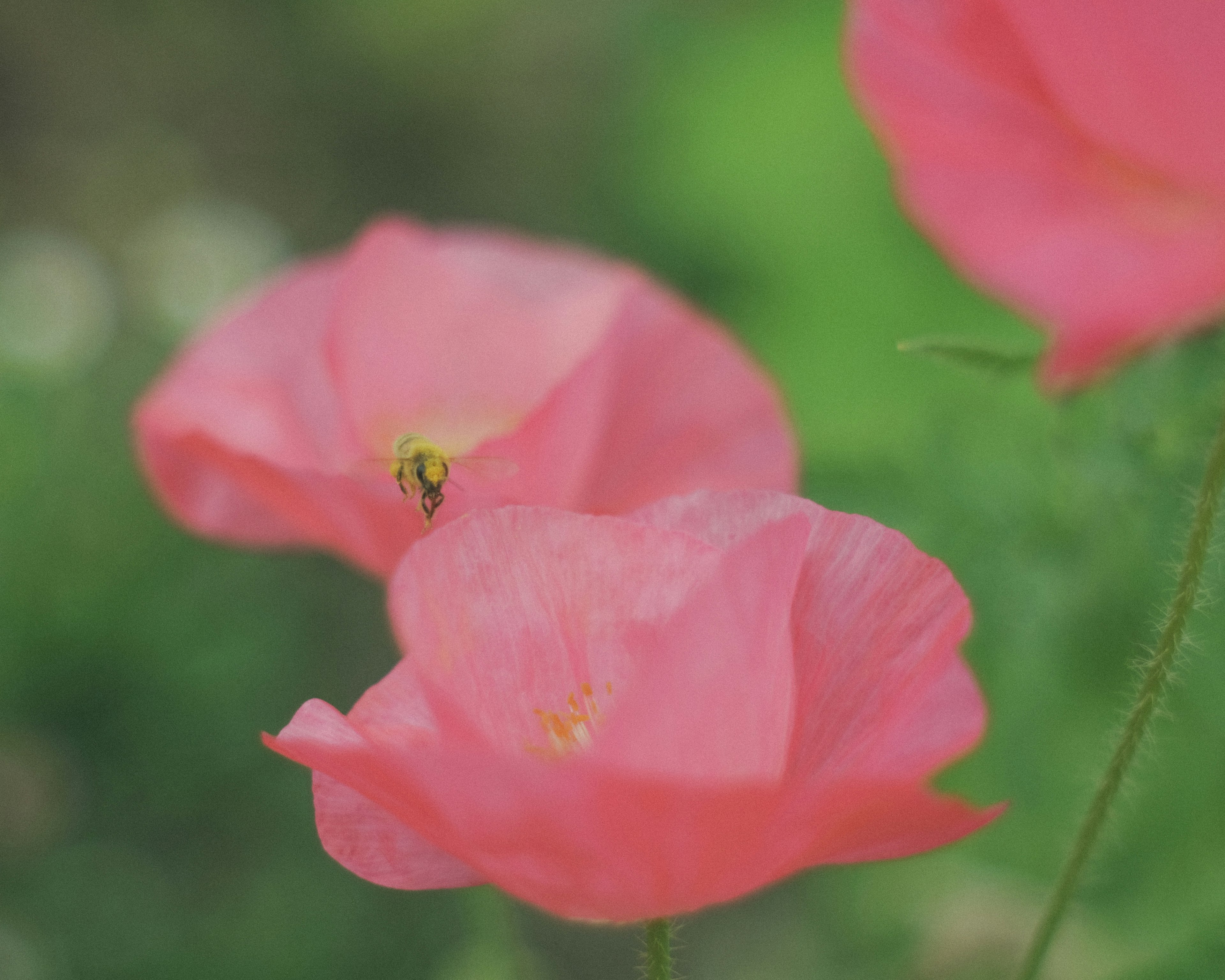 鮮やかなピンクの花が背景の緑と対比している