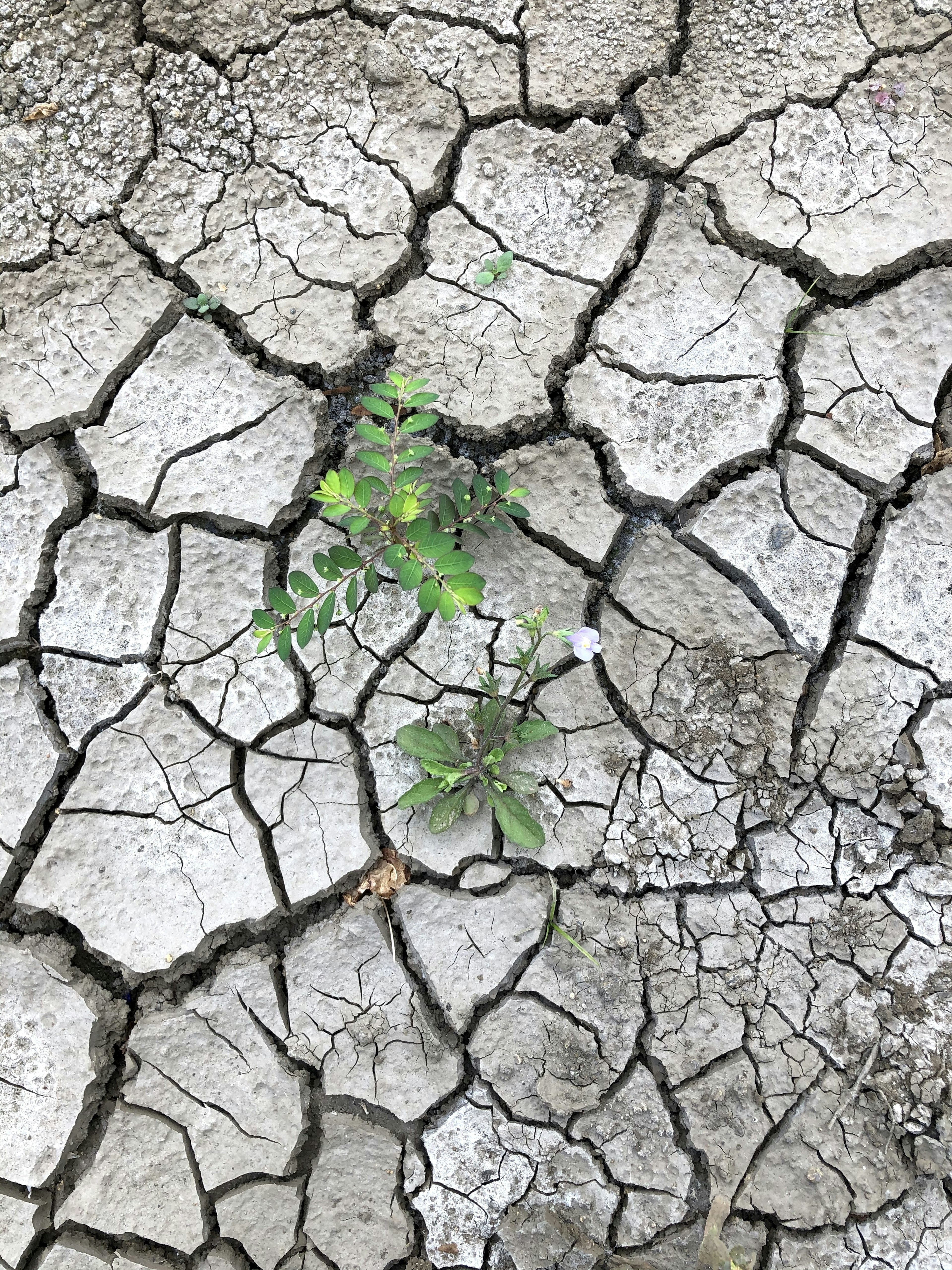 Una piccola pianta verde che cresce in un terreno secco e crepato