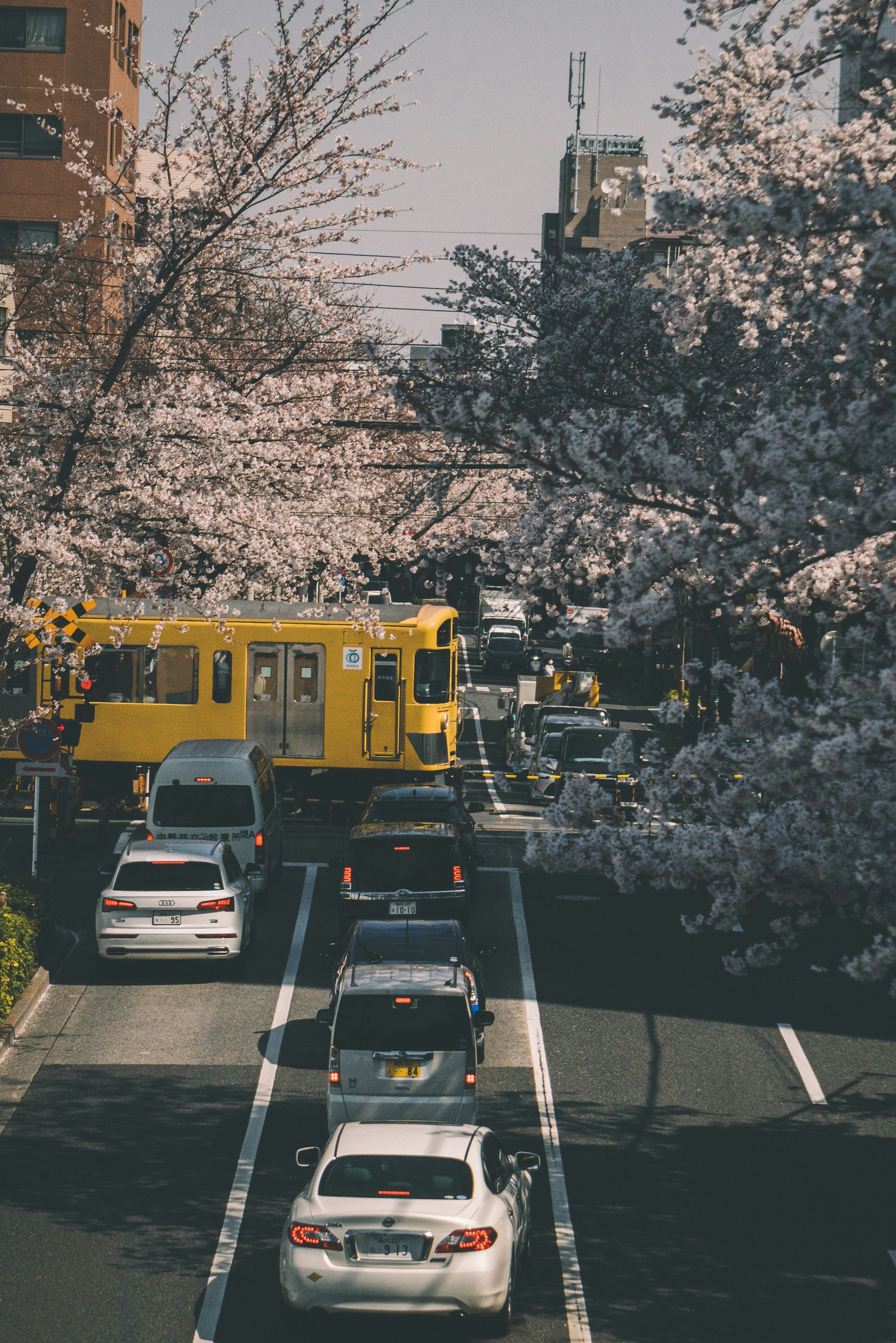 Cars stopped on a road lined with cherry blossom trees and a yellow train