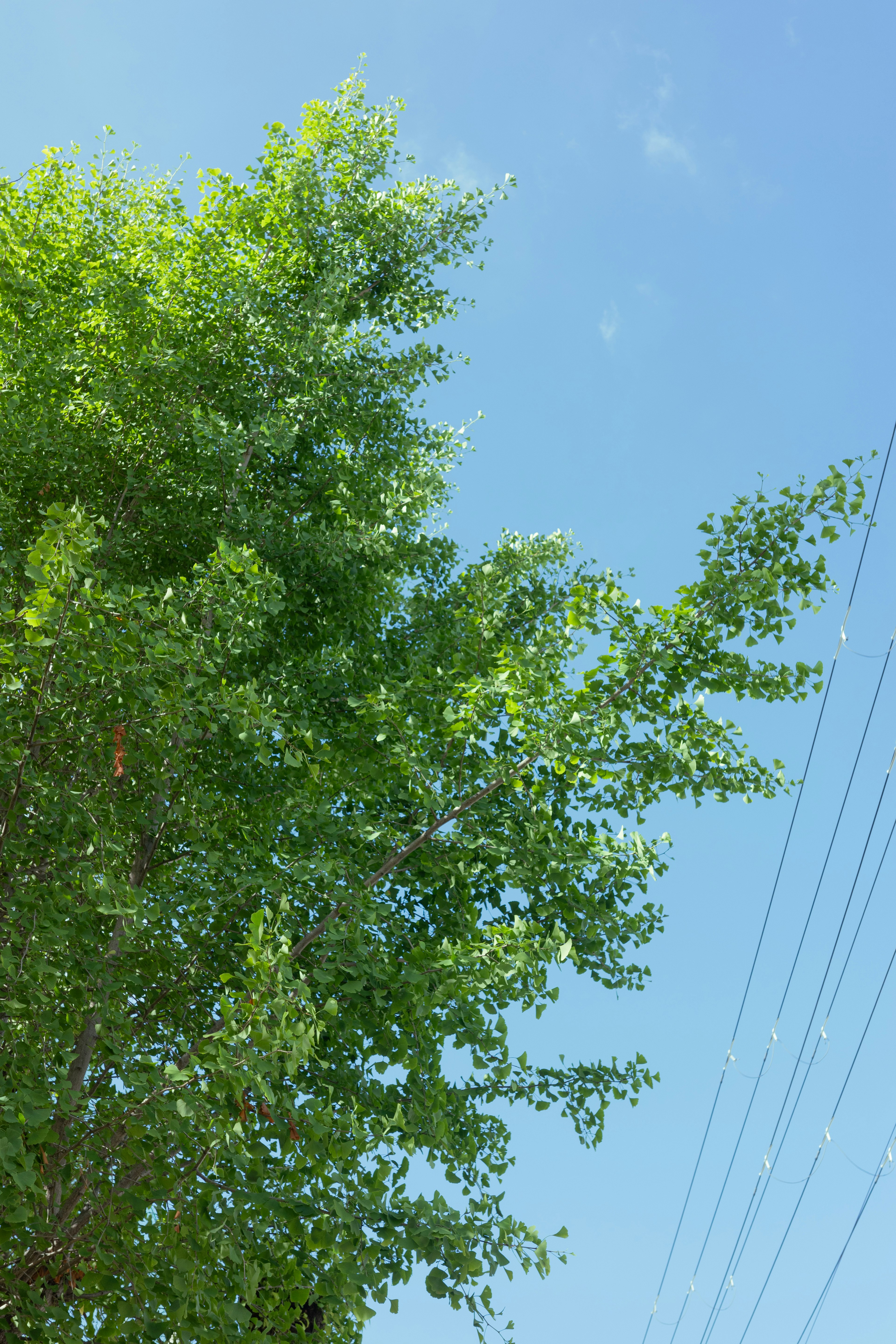 Ramas de árbol verdes contra un cielo azul claro