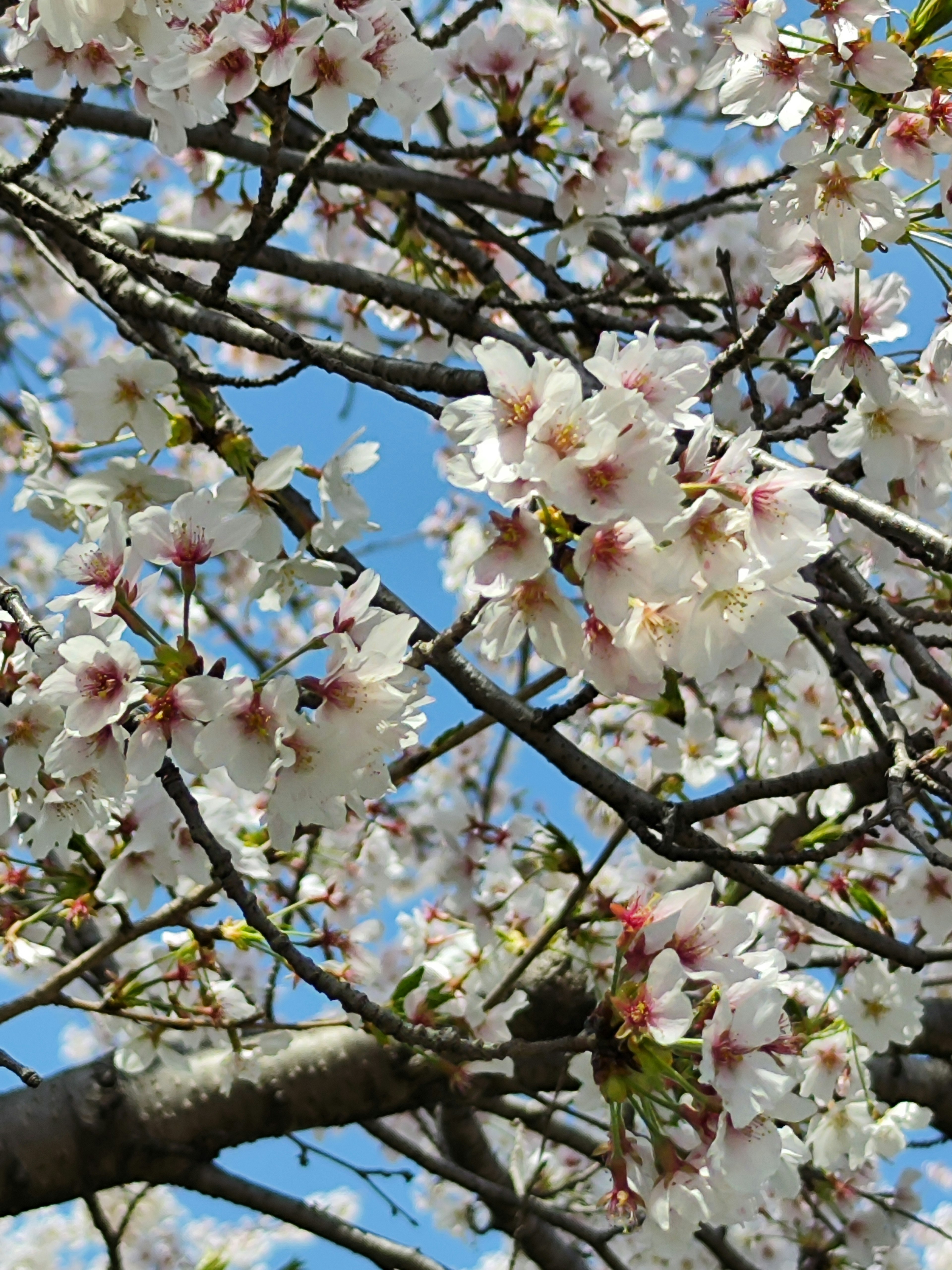 Acercamiento de flores de cerezo en ramas de árbol contra un cielo azul