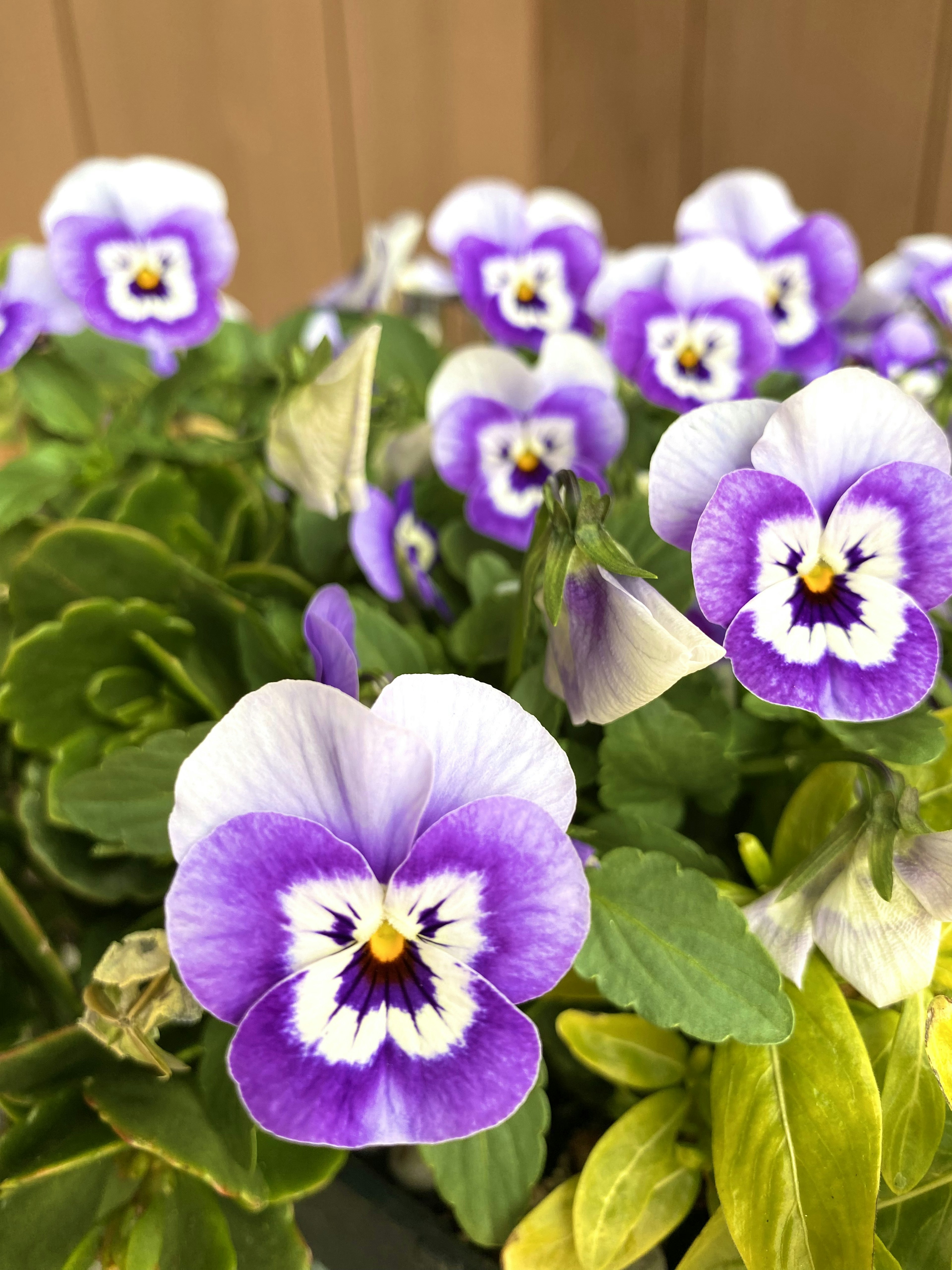 紫色の花と緑の葉の植物が盛り上がっている