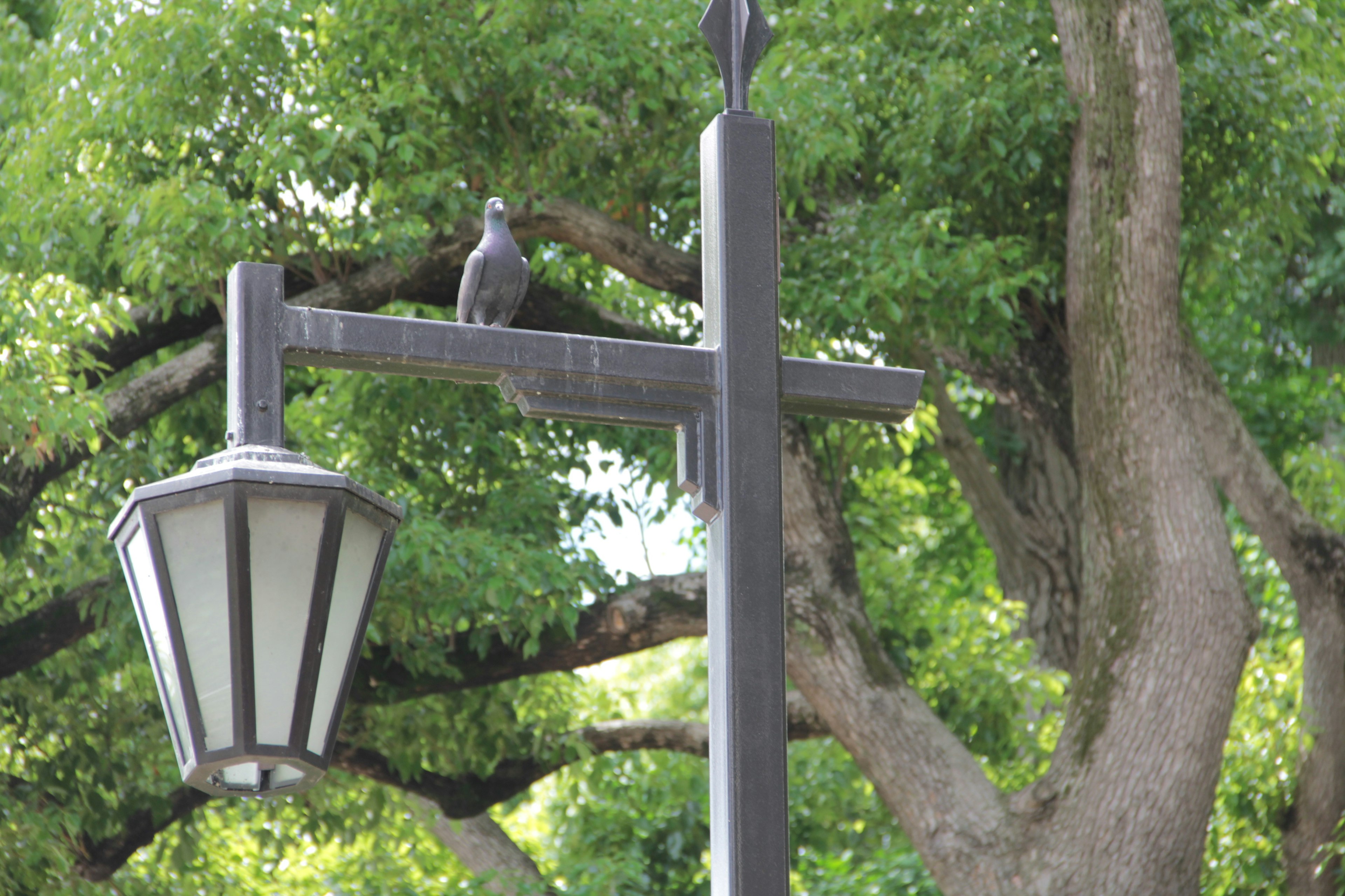 Pigeon perched on a street lamp with green trees in the background