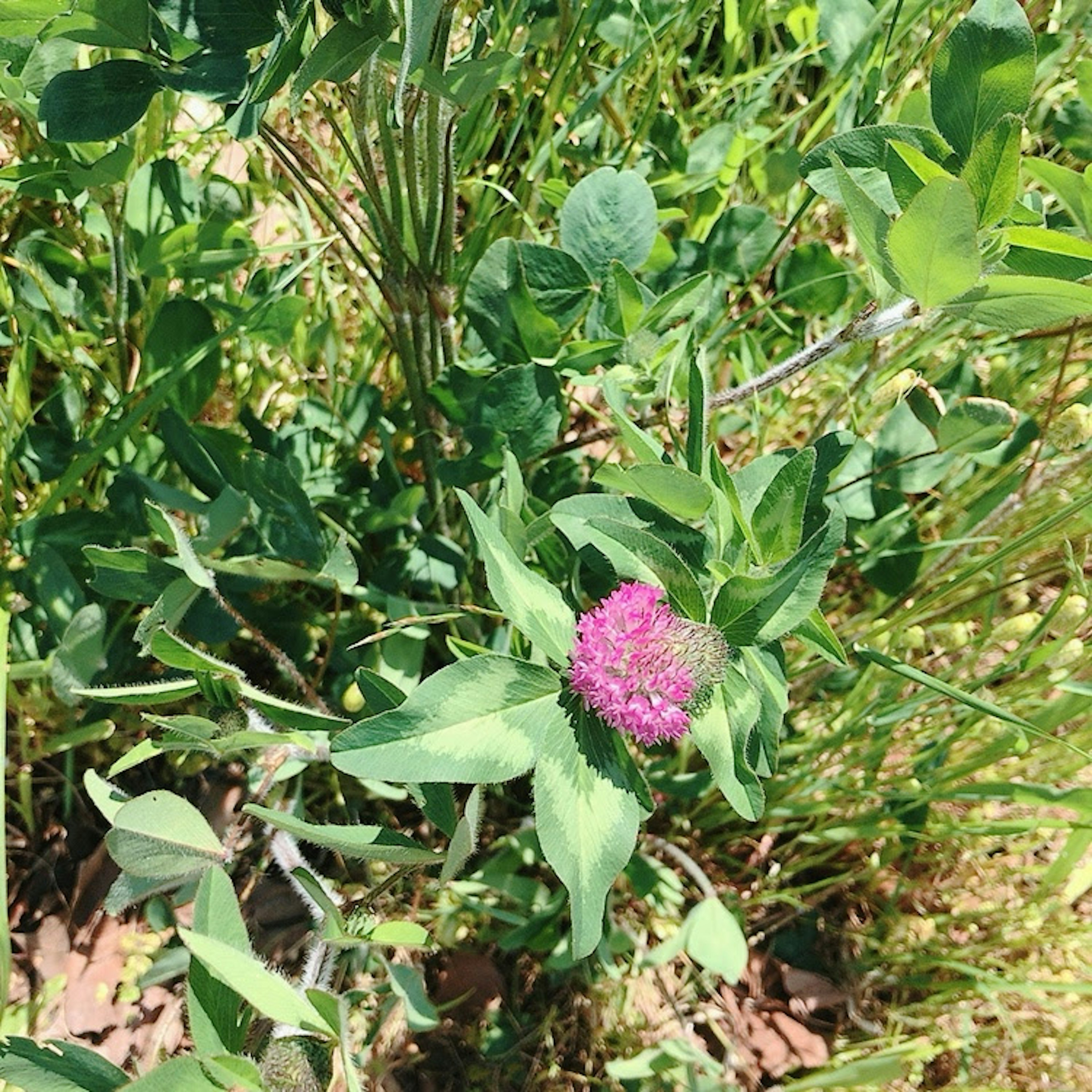 緑の葉を持つ植物と紫色の花が特徴的な景観