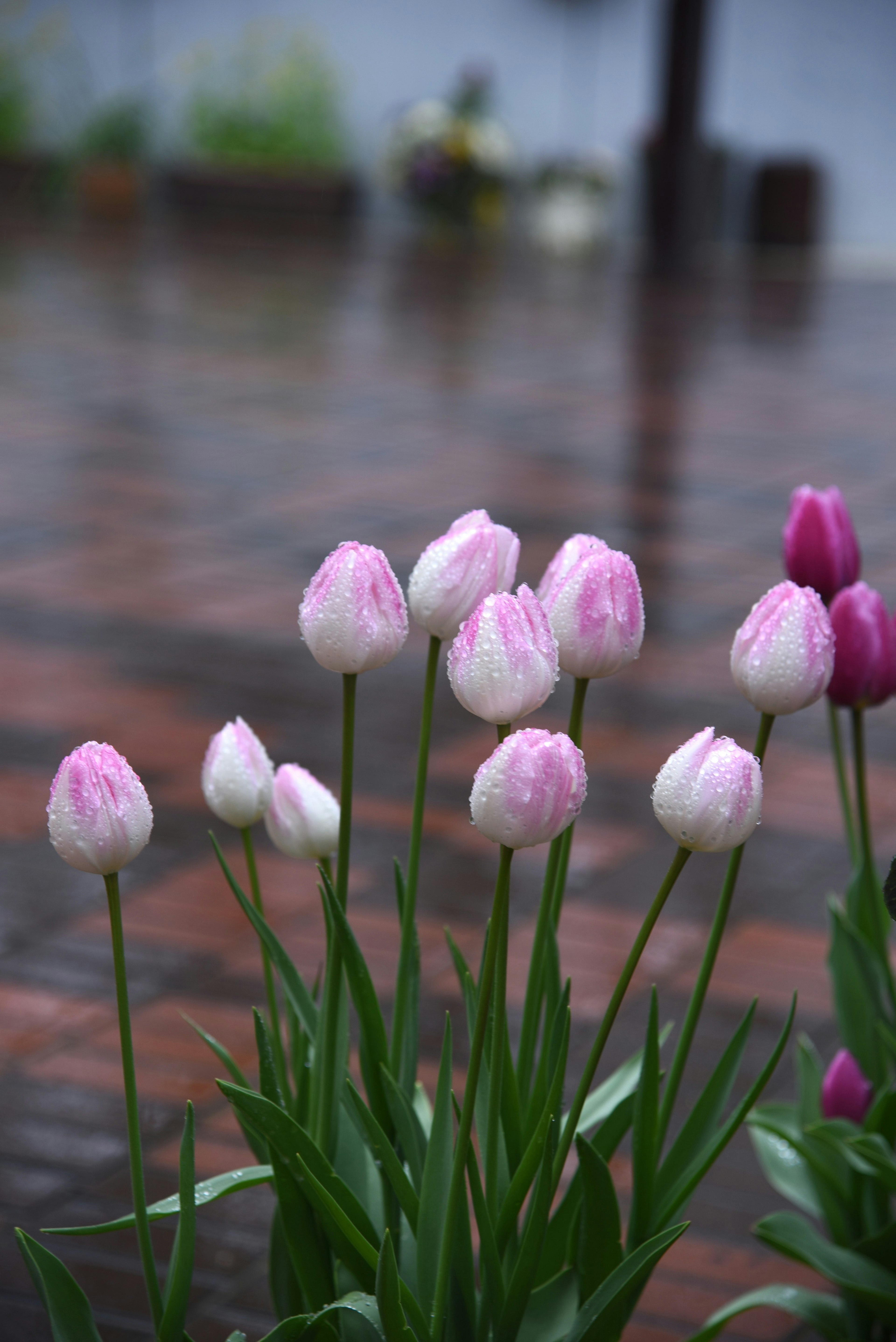 Sekelompok tulip merah muda yang mekar di bawah hujan