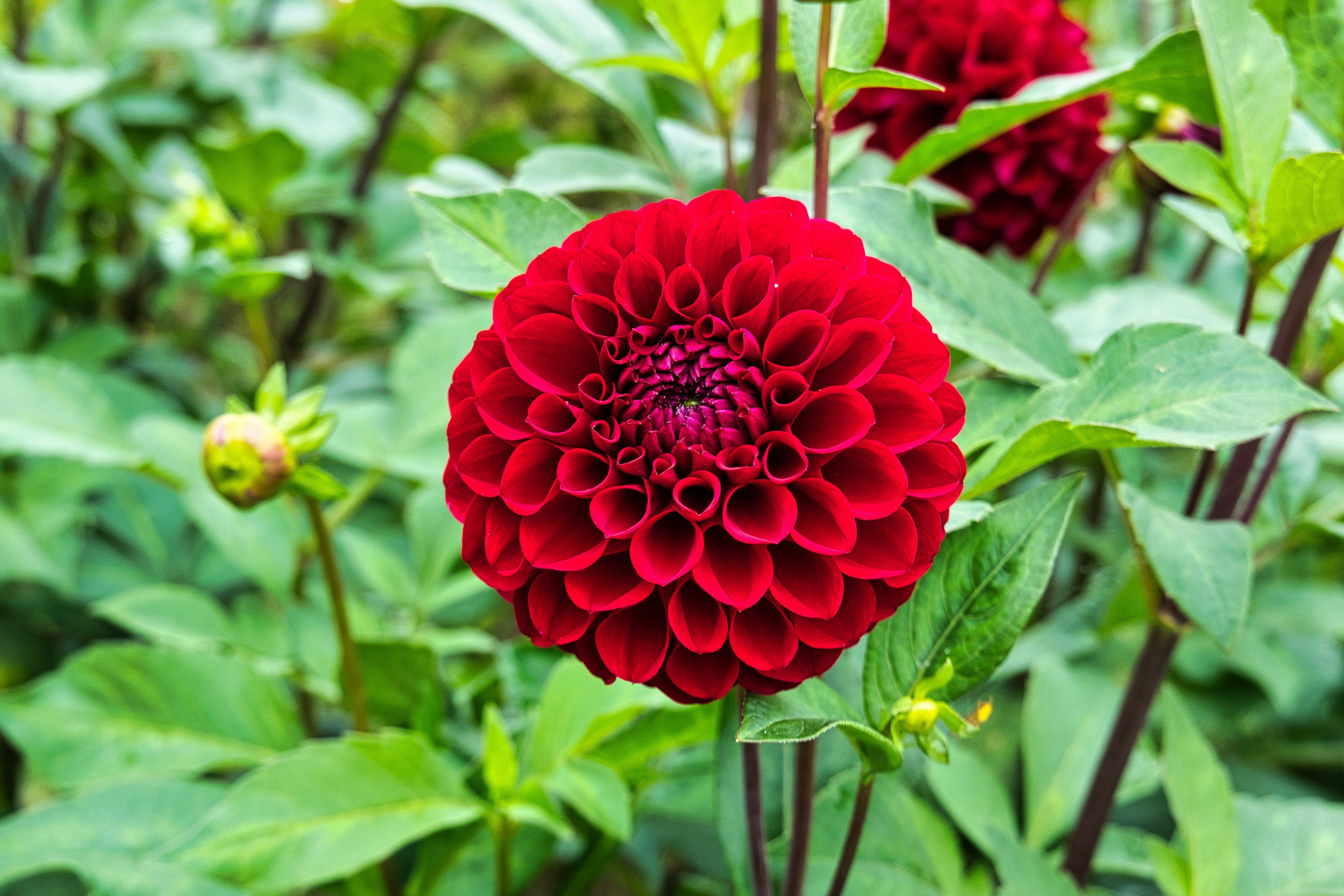 鮮やかな赤色のダリアの花が緑の葉の中に咲いている