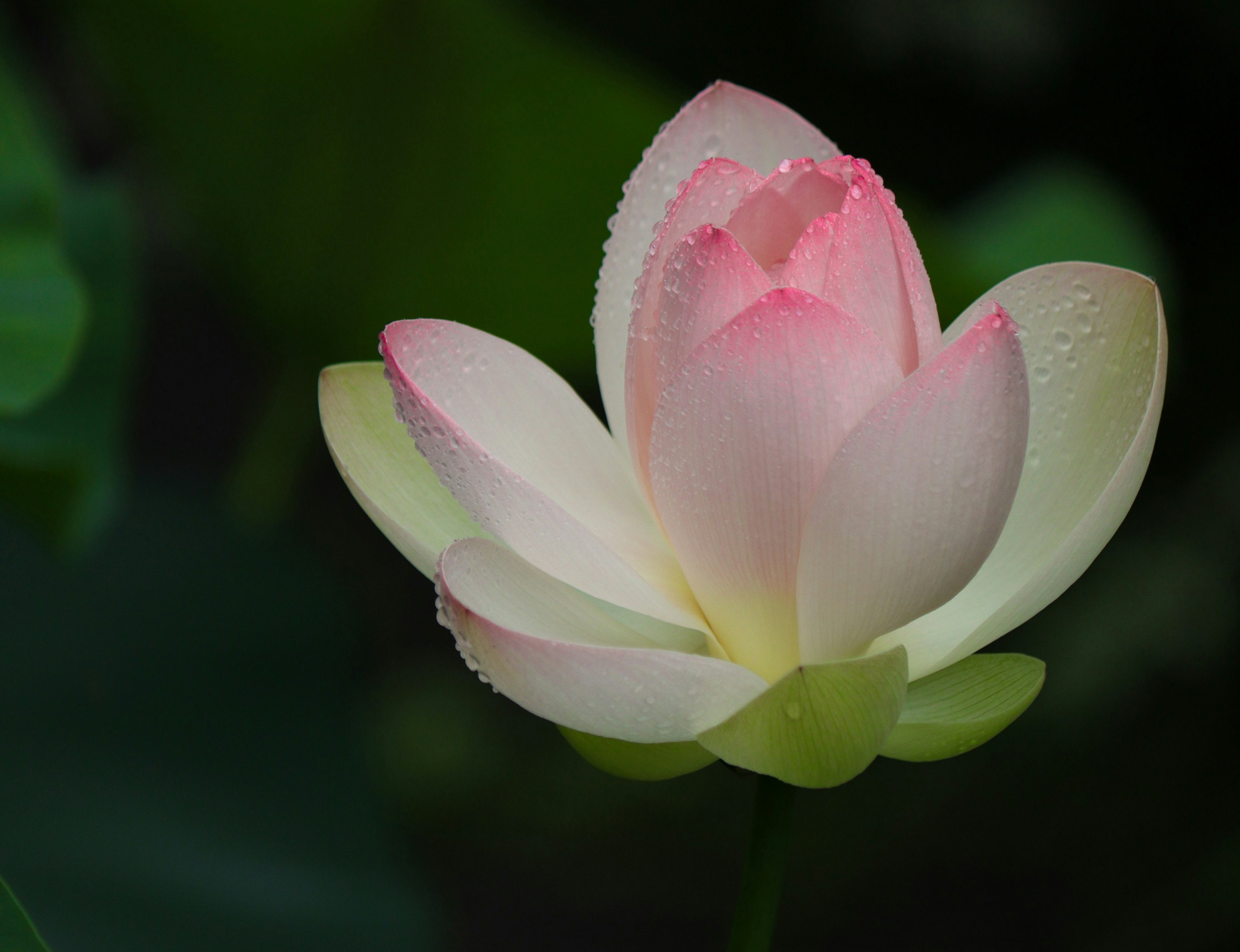 Hermosa flor de loto con pétalos rosa pálido y blanco