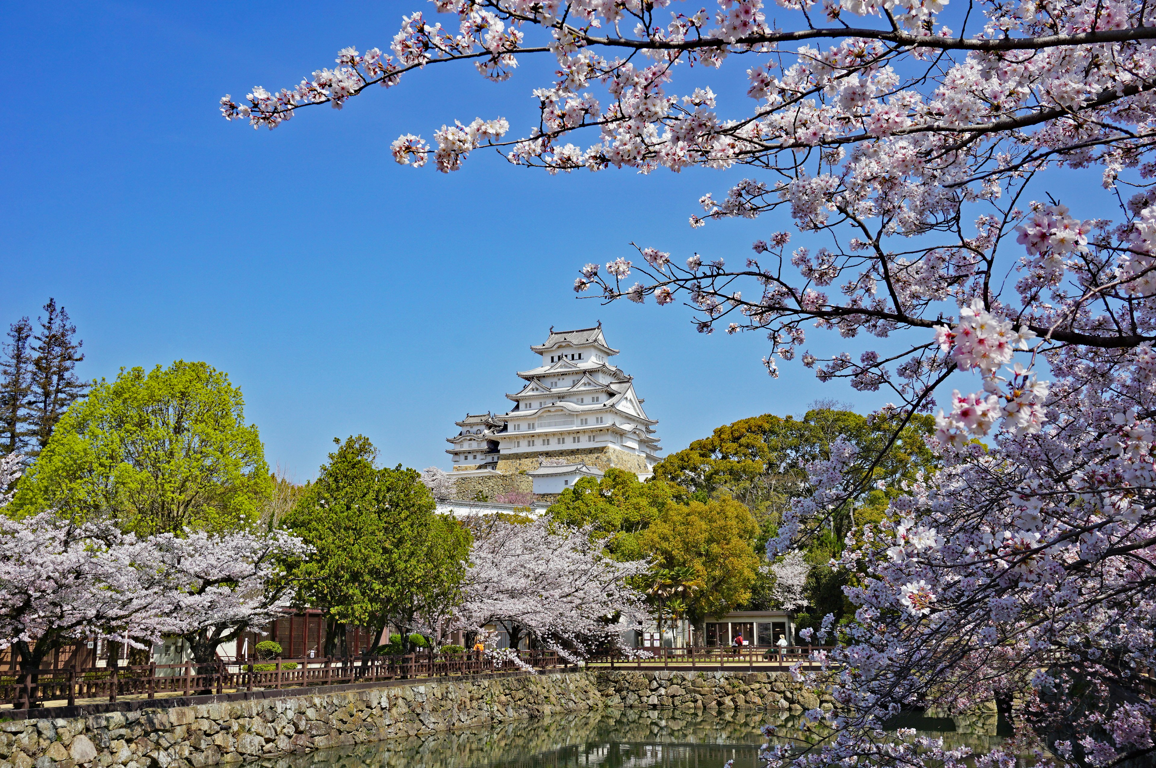 Pemandangan indah Kastil Himeji dikelilingi oleh bunga sakura