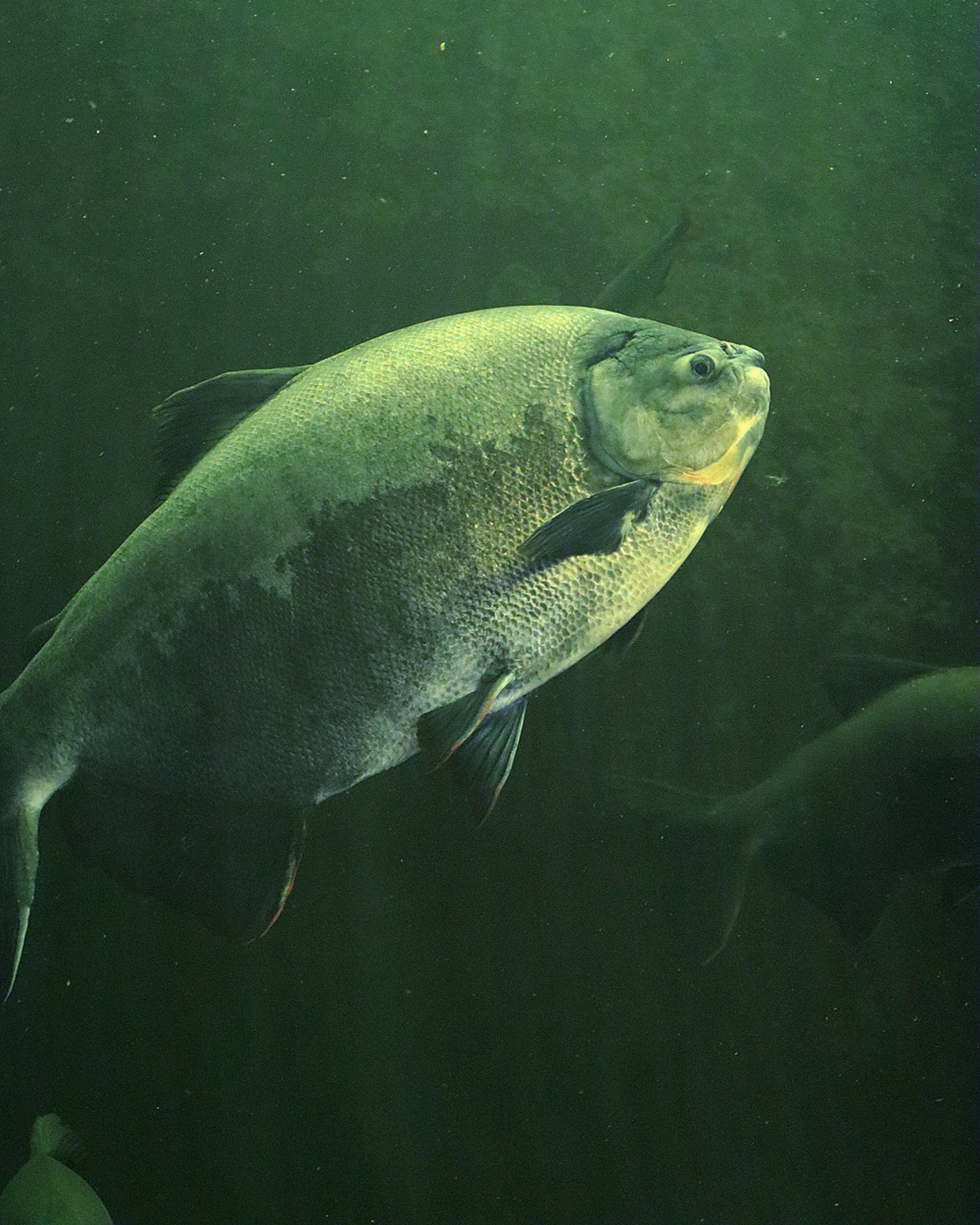 Image en gros plan d'un grand poisson nageant sous l'eau