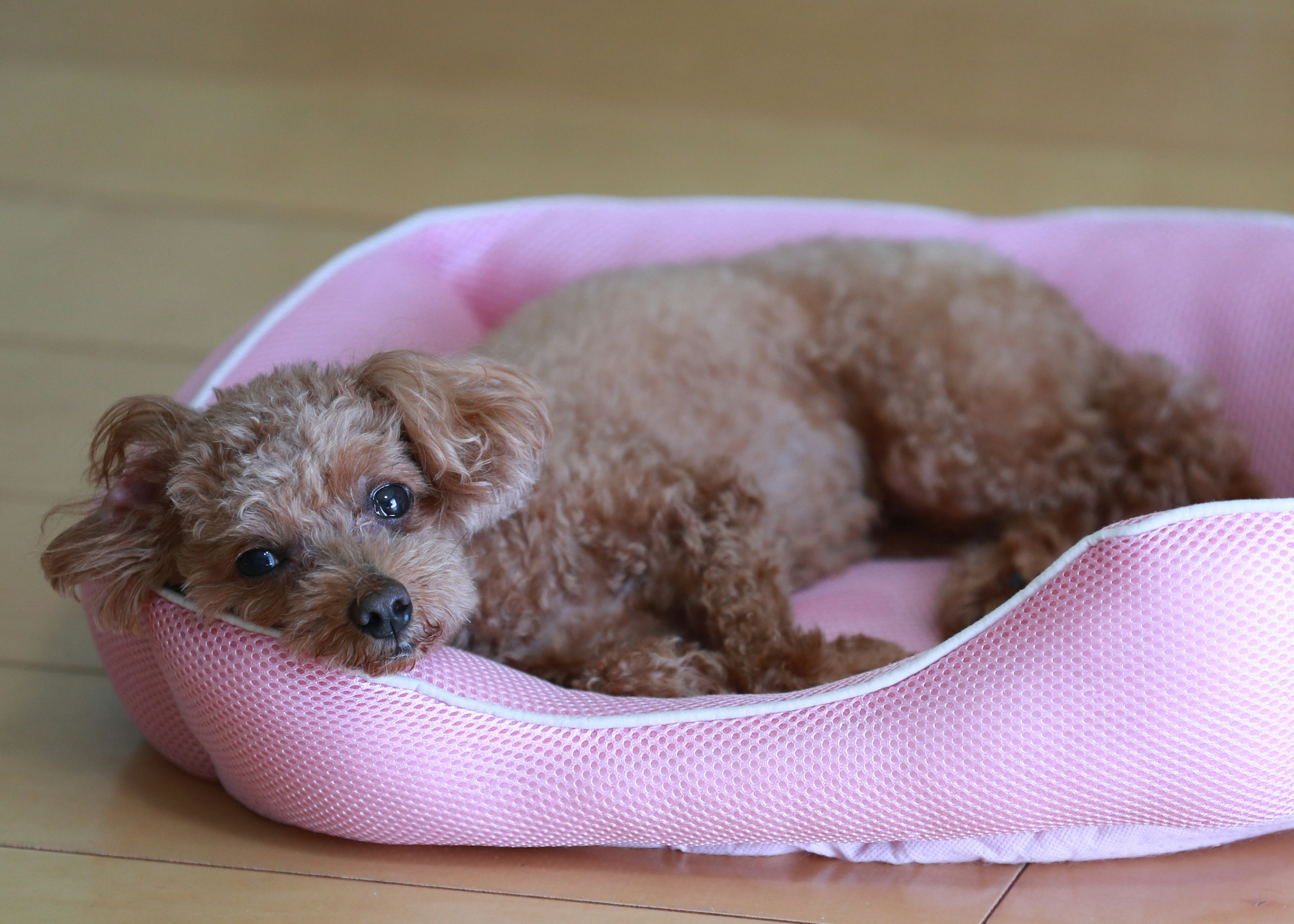 Pequeño caniche marrón relajándose en una cama para perros rosa